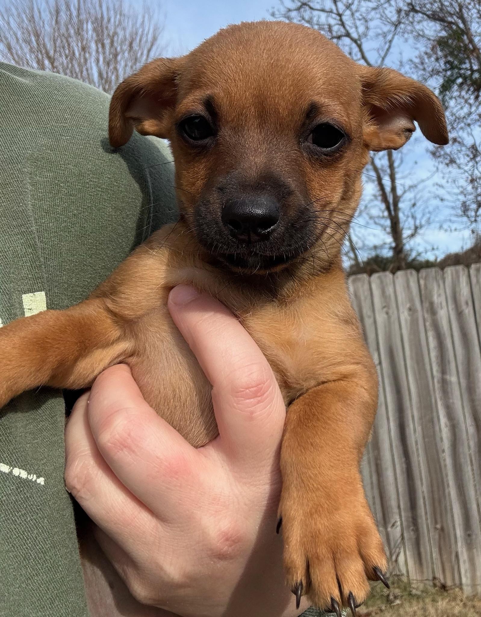 Enlarge Elphaba, an adopted mixed breed in Calera, AL image 5/6