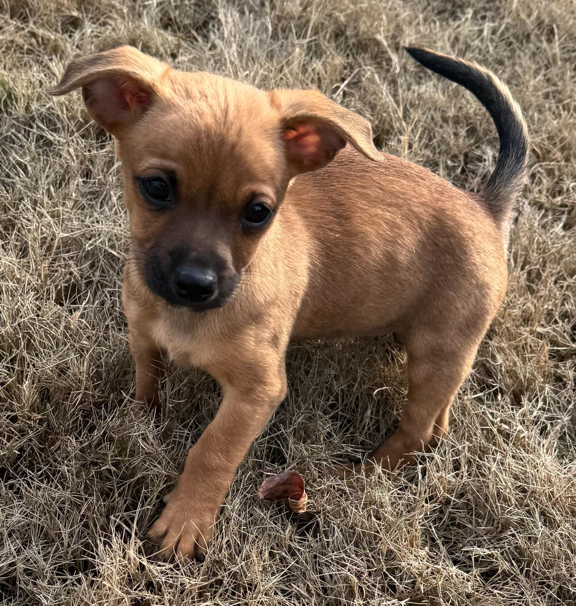 Enlarge Elphaba, an adopted mixed breed in Calera, AL image 3/6