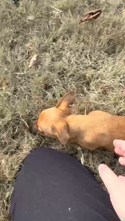 Enlarge Elphaba, an adopted mixed breed in Calera, AL video 2/6