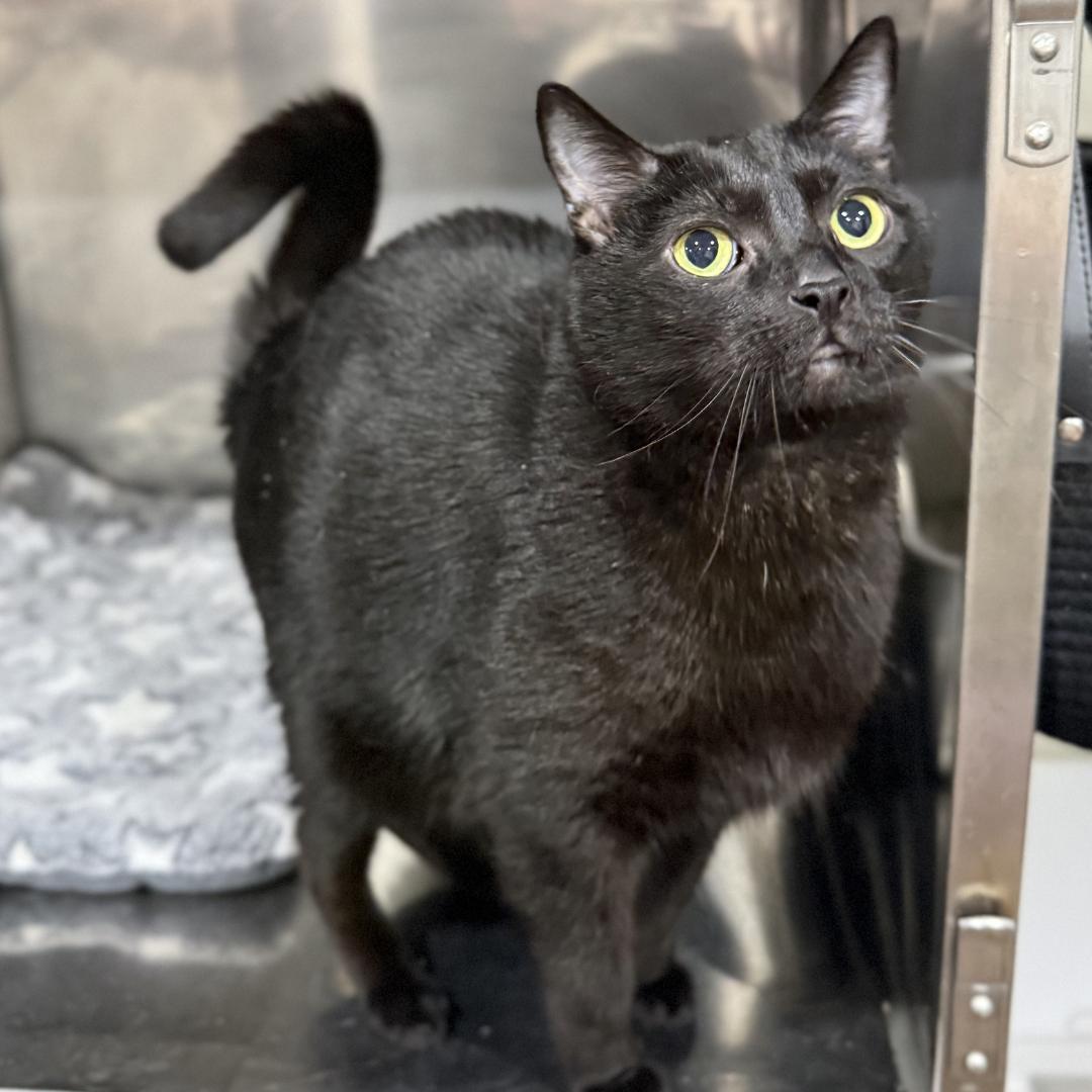 Herb, a ADOPTABLE Domestic Short Hair in Bridgeville, PA image 2/2