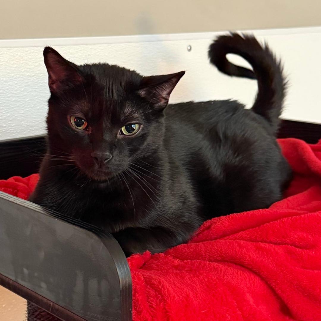 Herb, a ADOPTABLE Domestic Short Hair in Bridgeville, PA image 1/2