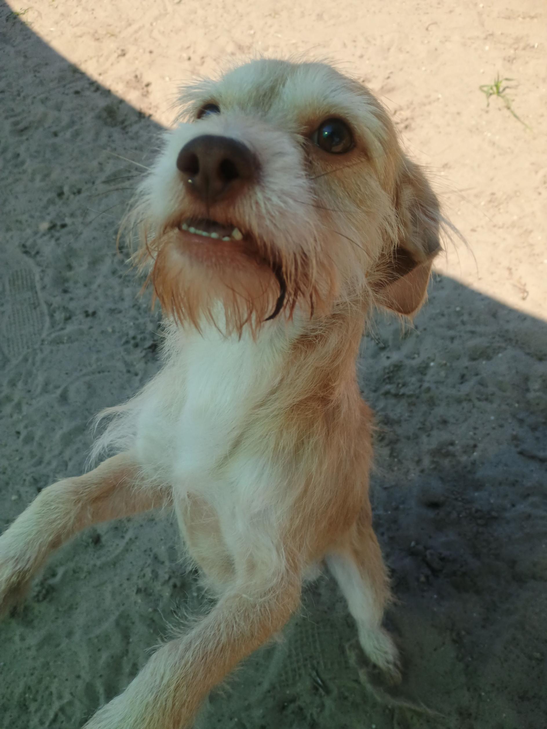 Enlarge Falkore, an adopted mixed breed in New Port Richey, FL image 2/3