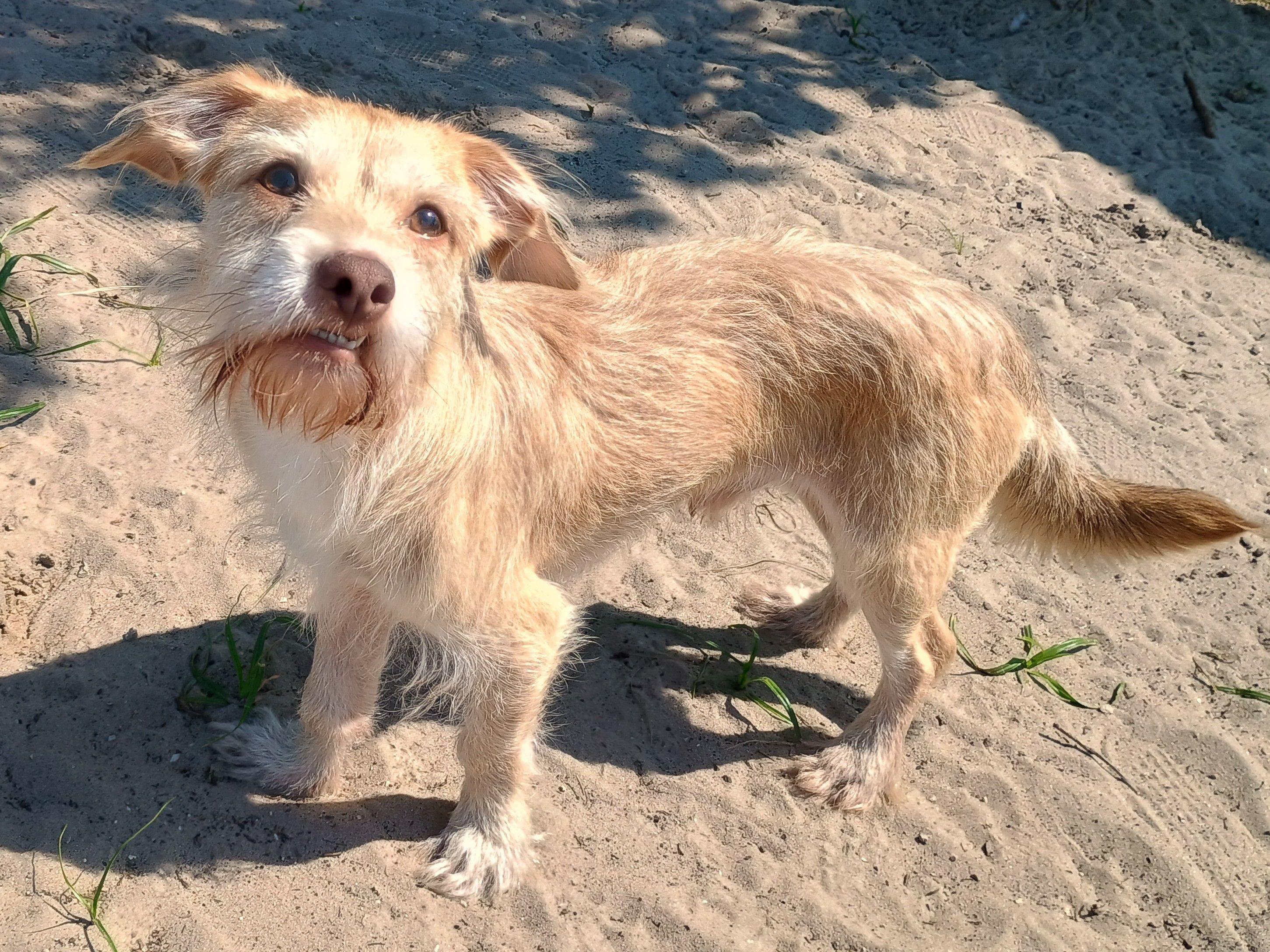 Falkore, adopted, Adult Male Terrier.