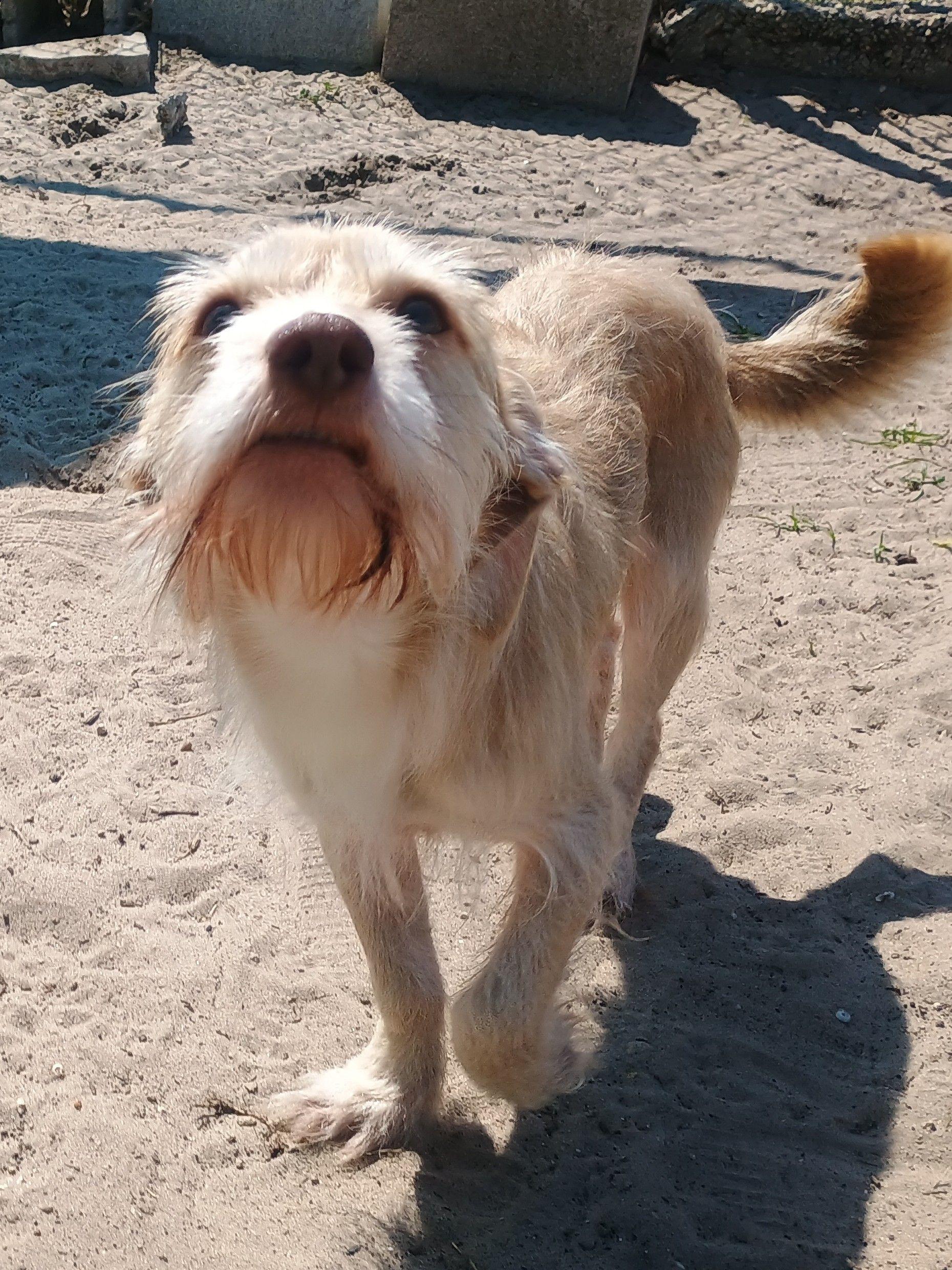 Enlarge Falkore, an adopted mixed breed in New Port Richey, FL image 3/3