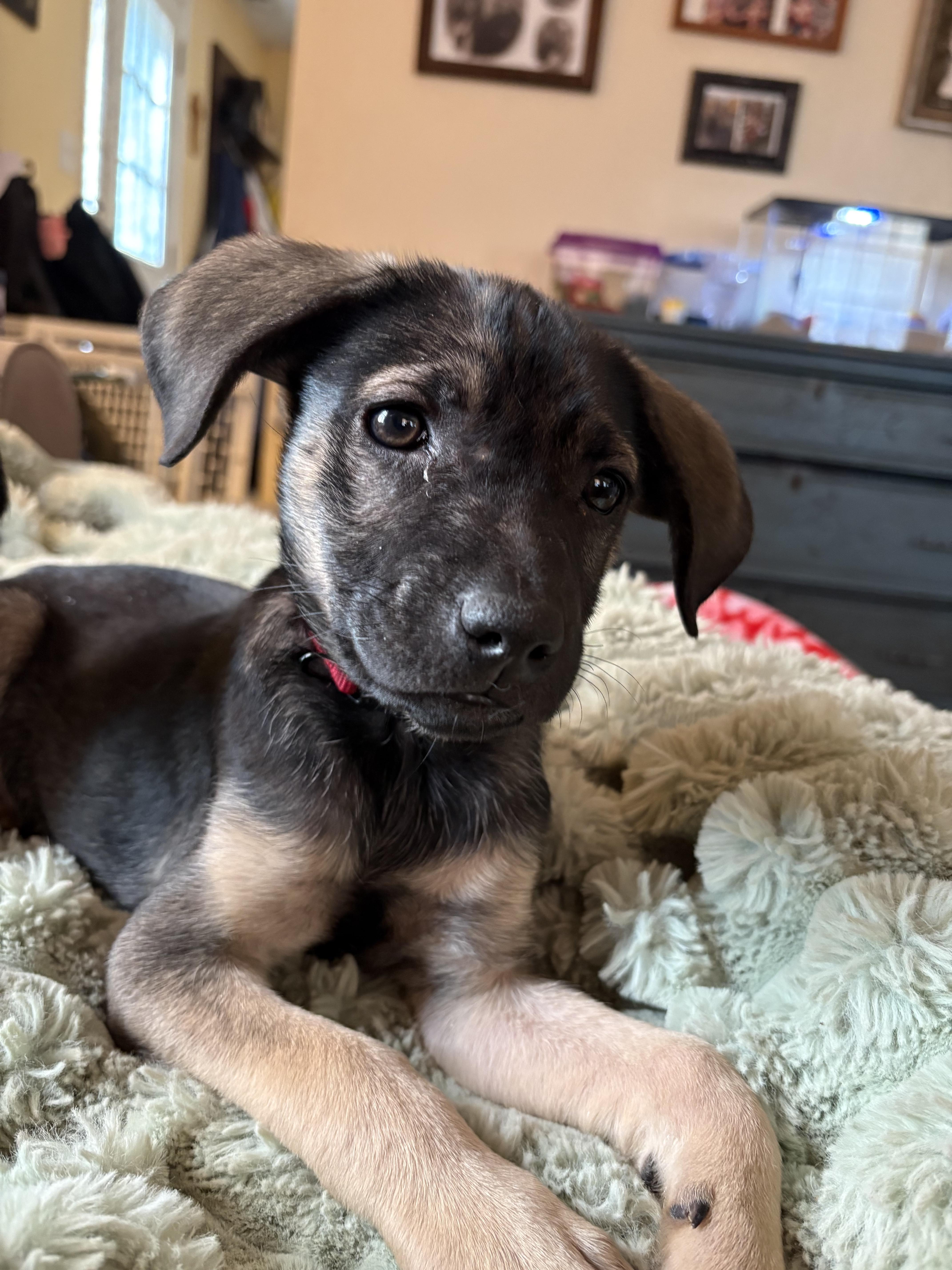 Enlarge Aster , a ADOPTABLE mixed breed in Maiden, NC image 2/5