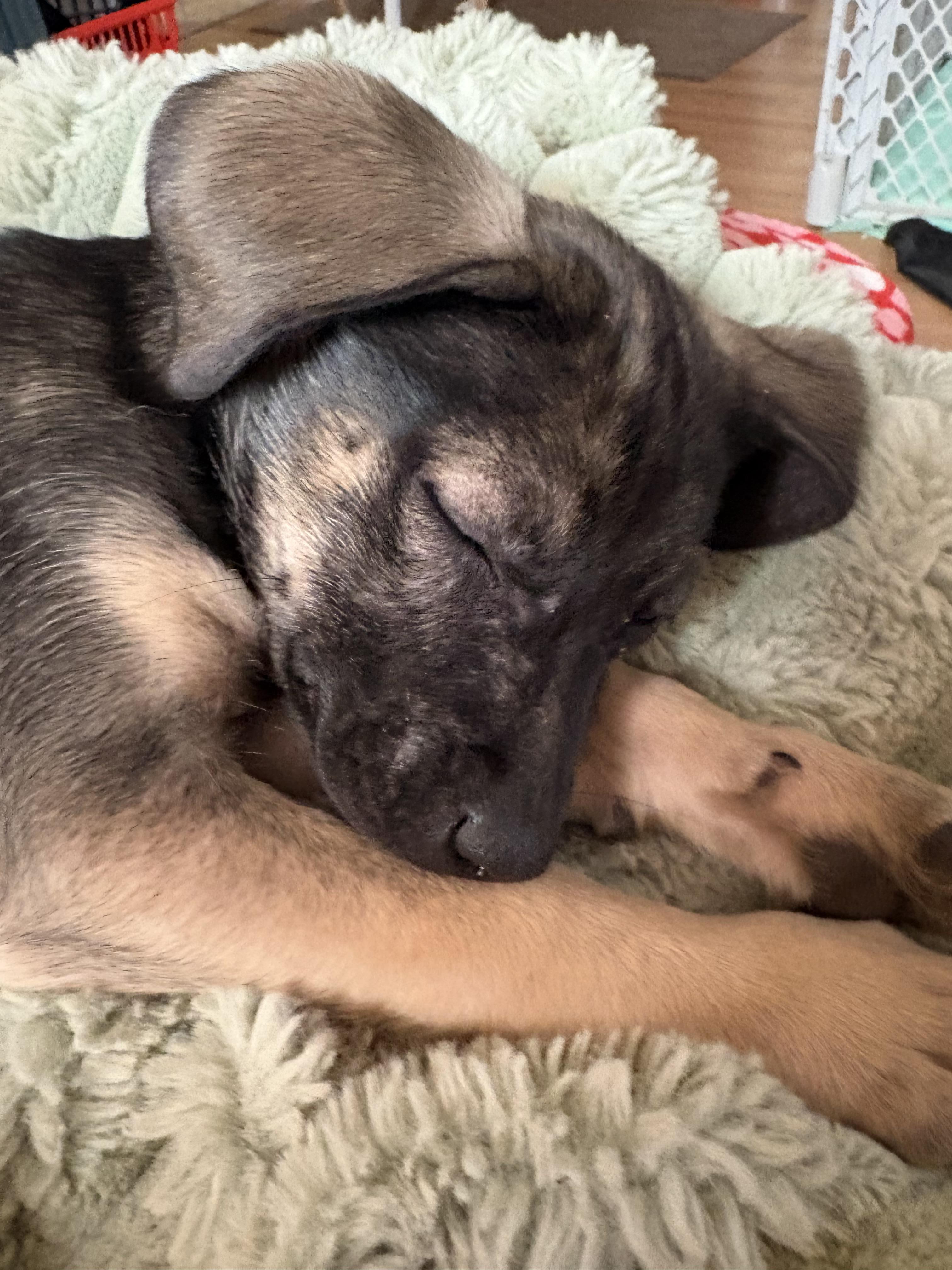 Enlarge Aster , a ADOPTABLE mixed breed in Maiden, NC image 5/5