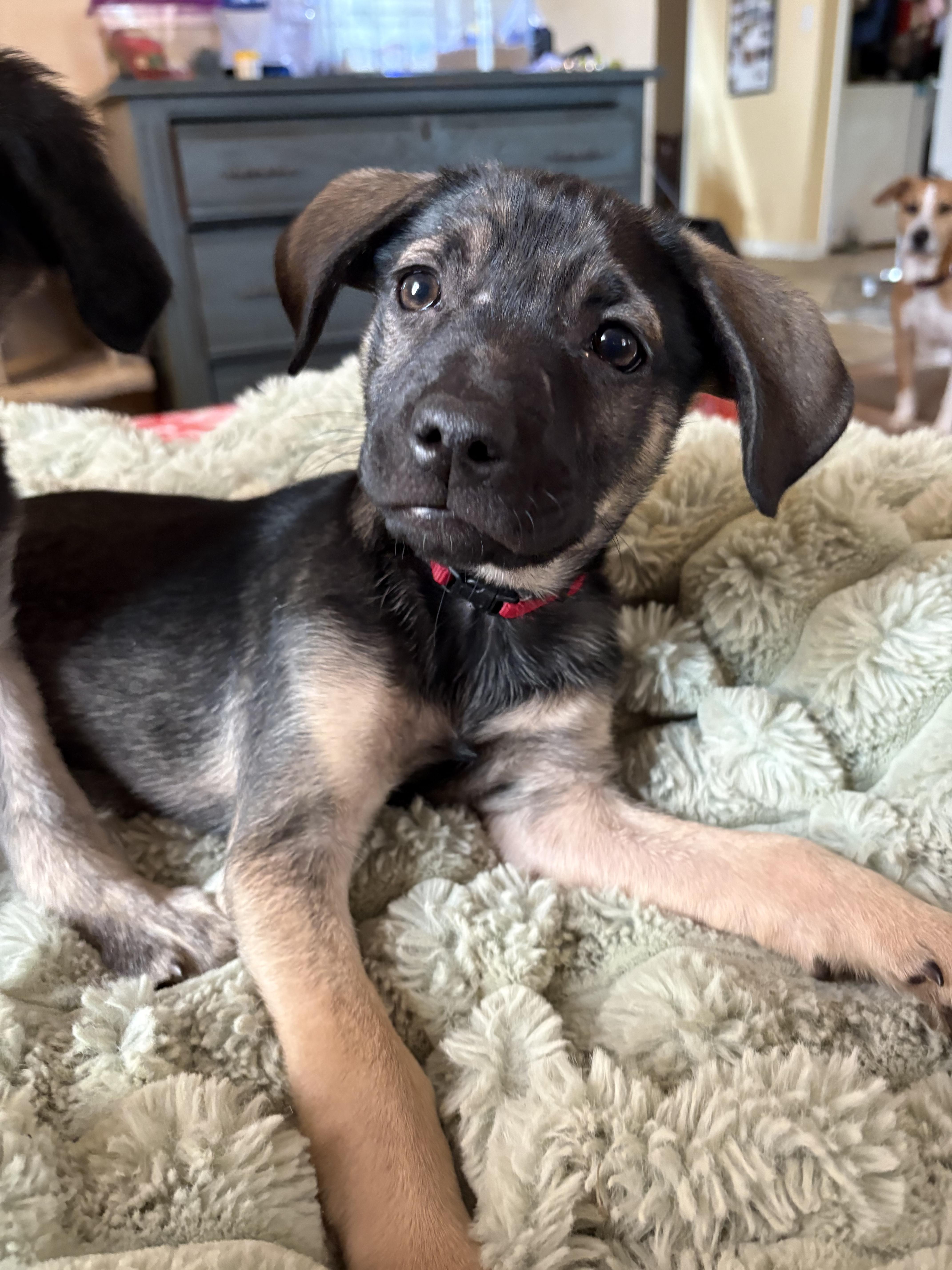 Aster , ADOPTABLE, Puppy Male Rat Terrier & Tibetan Terrier.