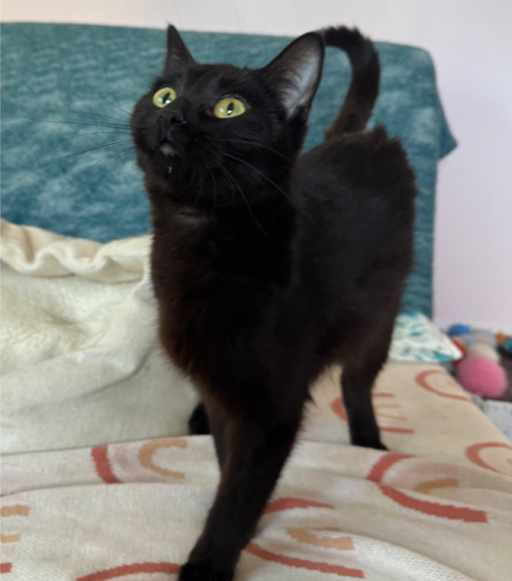 Princess Donut, Young Female Domestic Short Hair