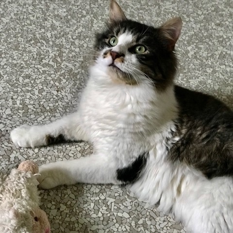 Enlarge Snickers, a Adoptable Domestic Medium Hair in Fairfax, VA image 1/1