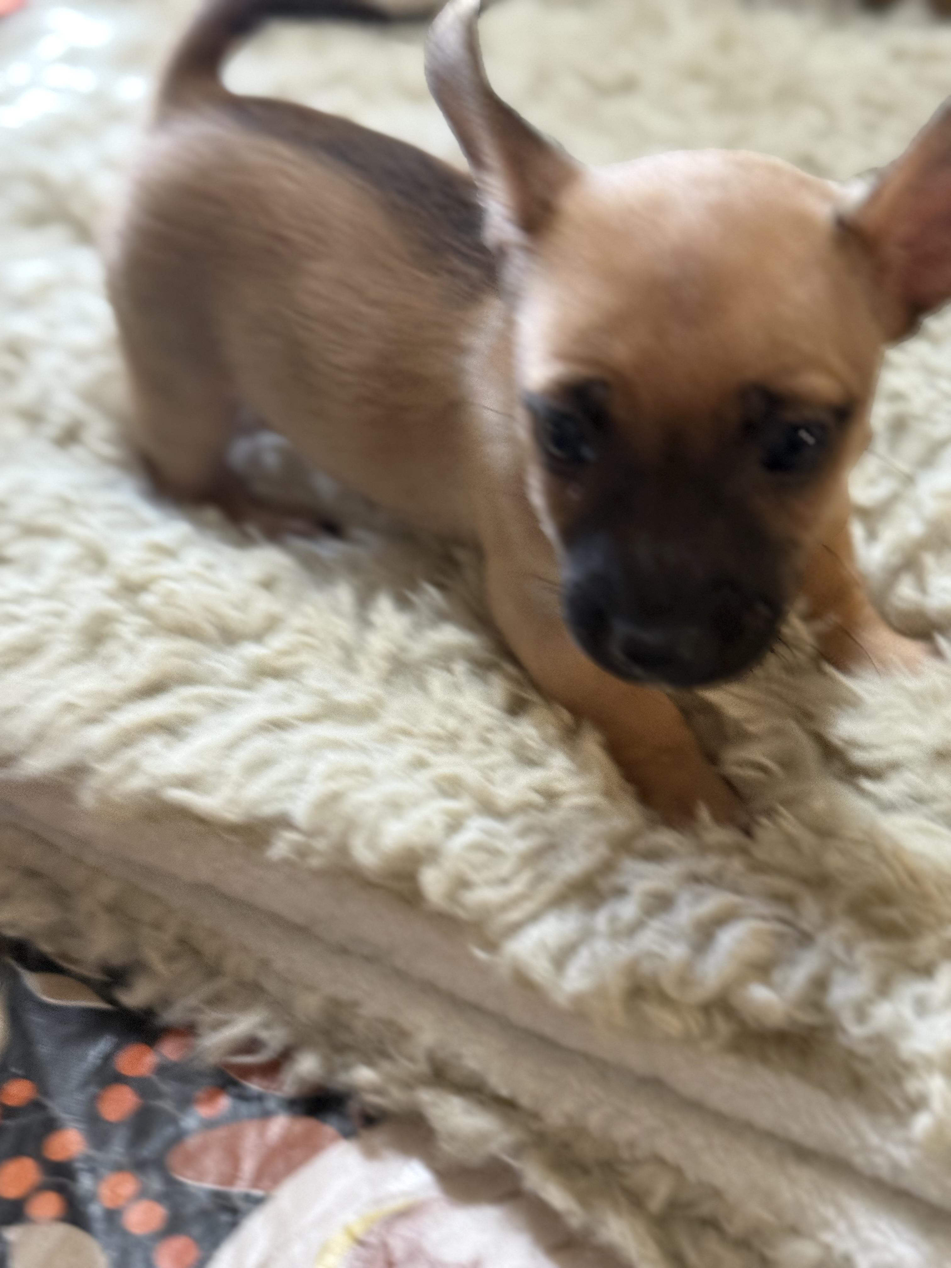 Luke, Adopted, Puppy Male Chiweenie.