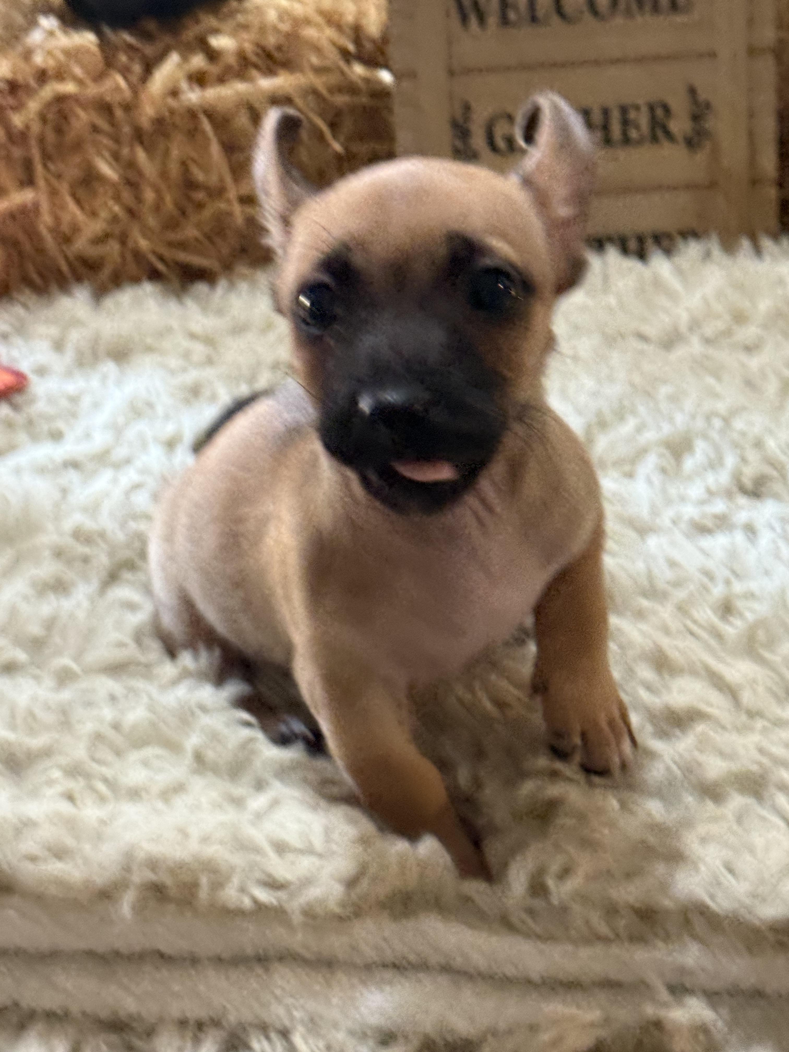 Enlarge Luke, a Adopted mixed breed in valley springs, CA image 2/6