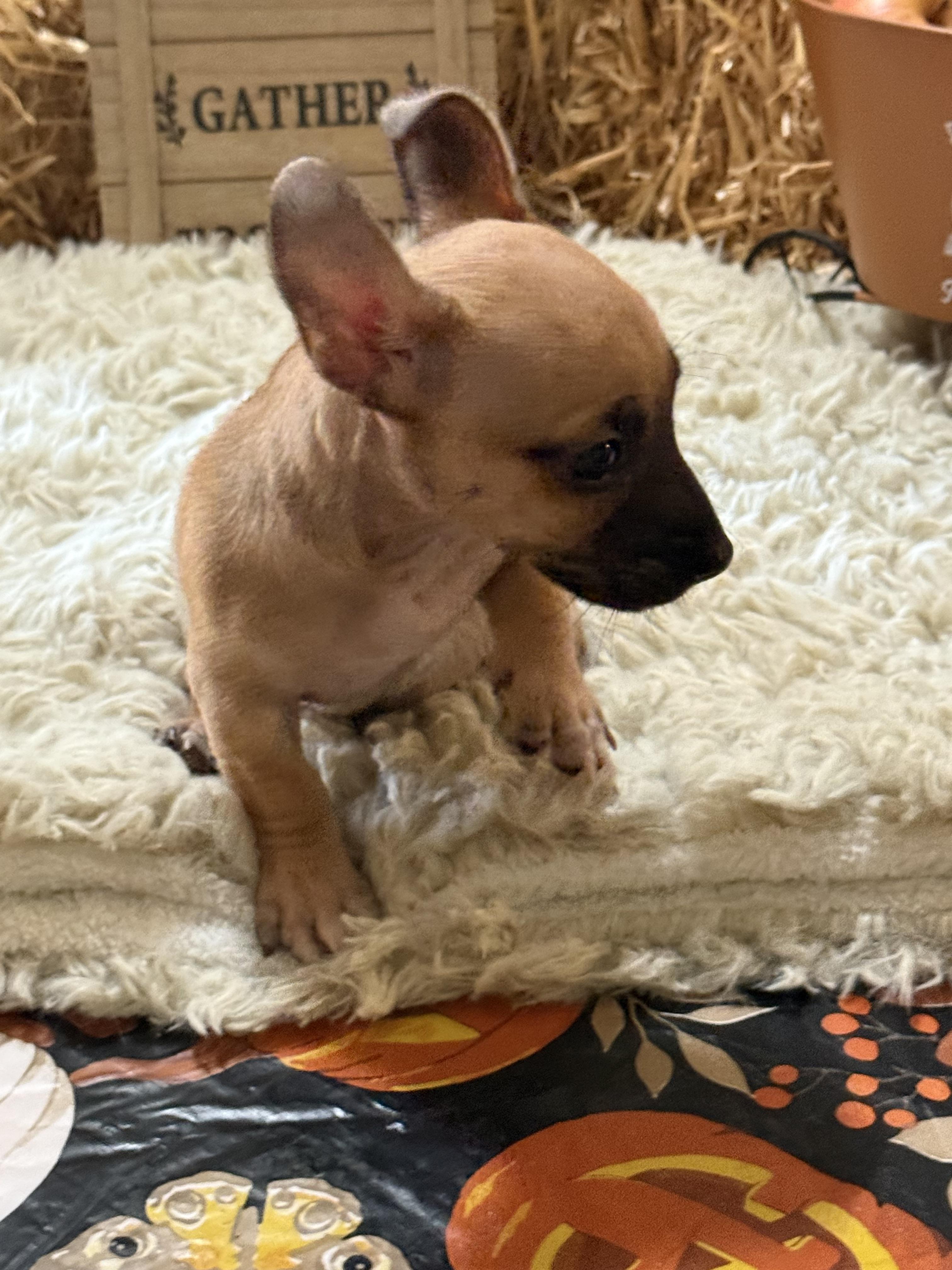 Enlarge Luke, a Adopted mixed breed in valley springs, CA image 3/6