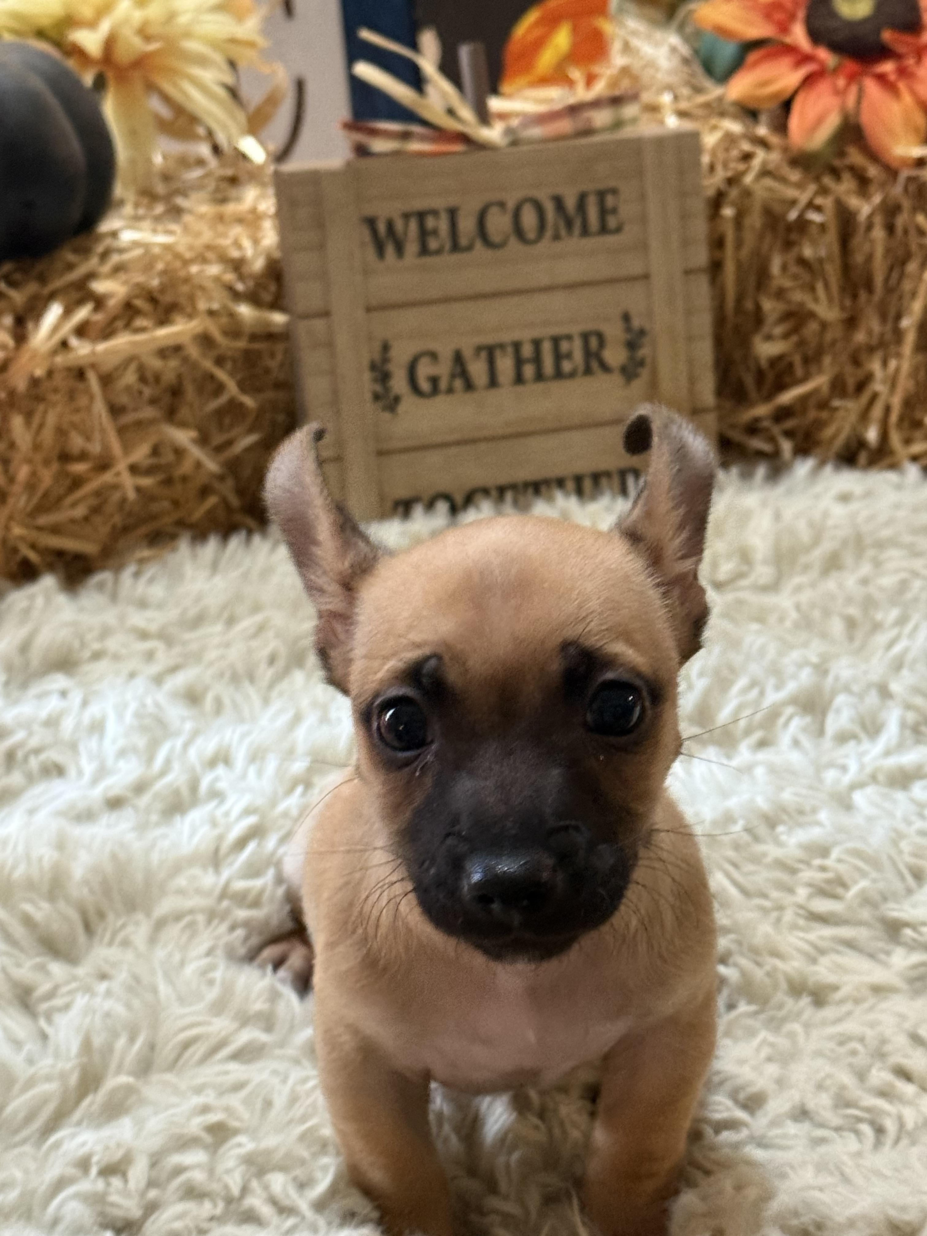 Enlarge Luke, a Adopted mixed breed in valley springs, CA image 4/6