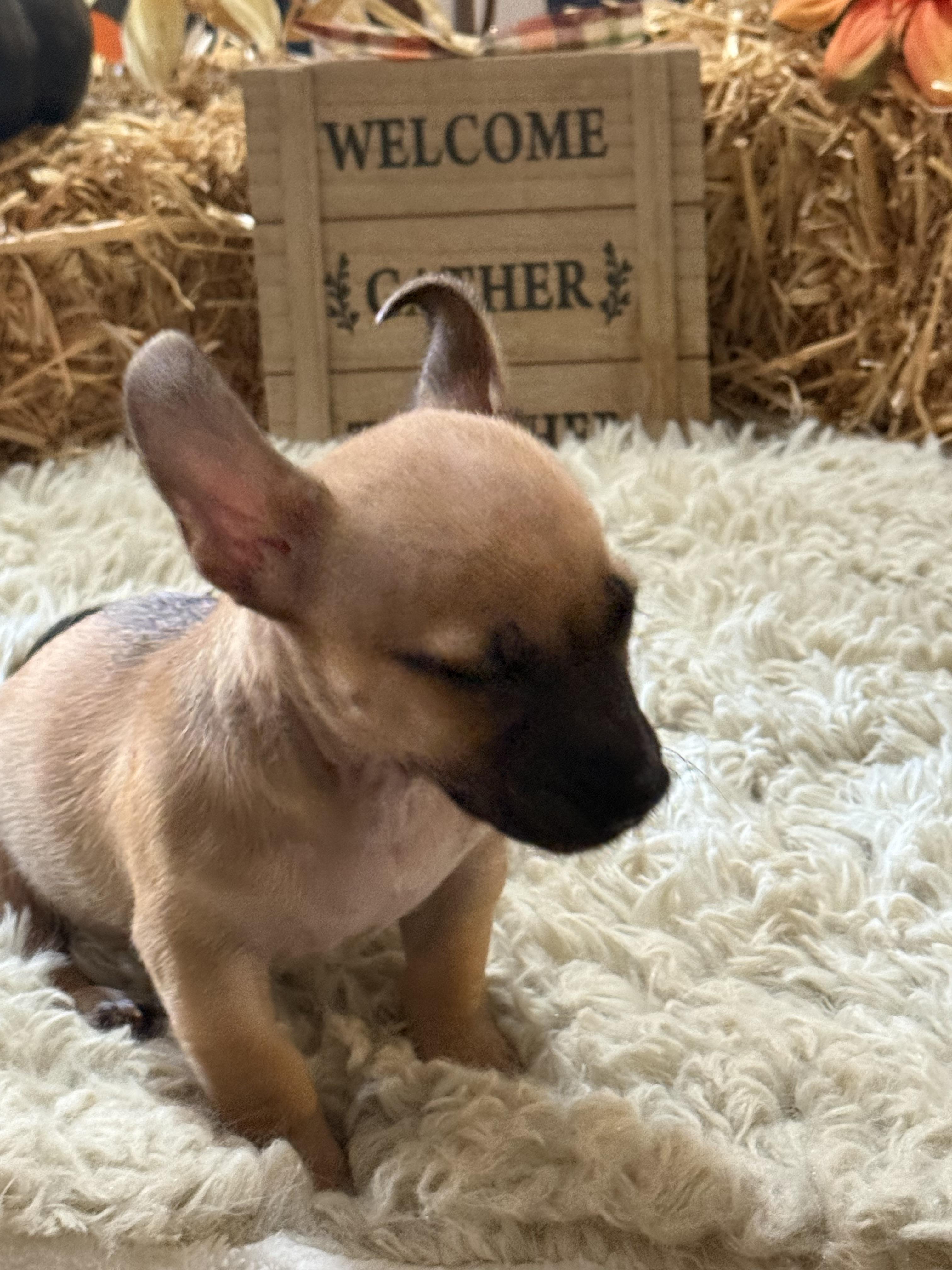 Enlarge Luke, a Adopted mixed breed in valley springs, CA image 5/6