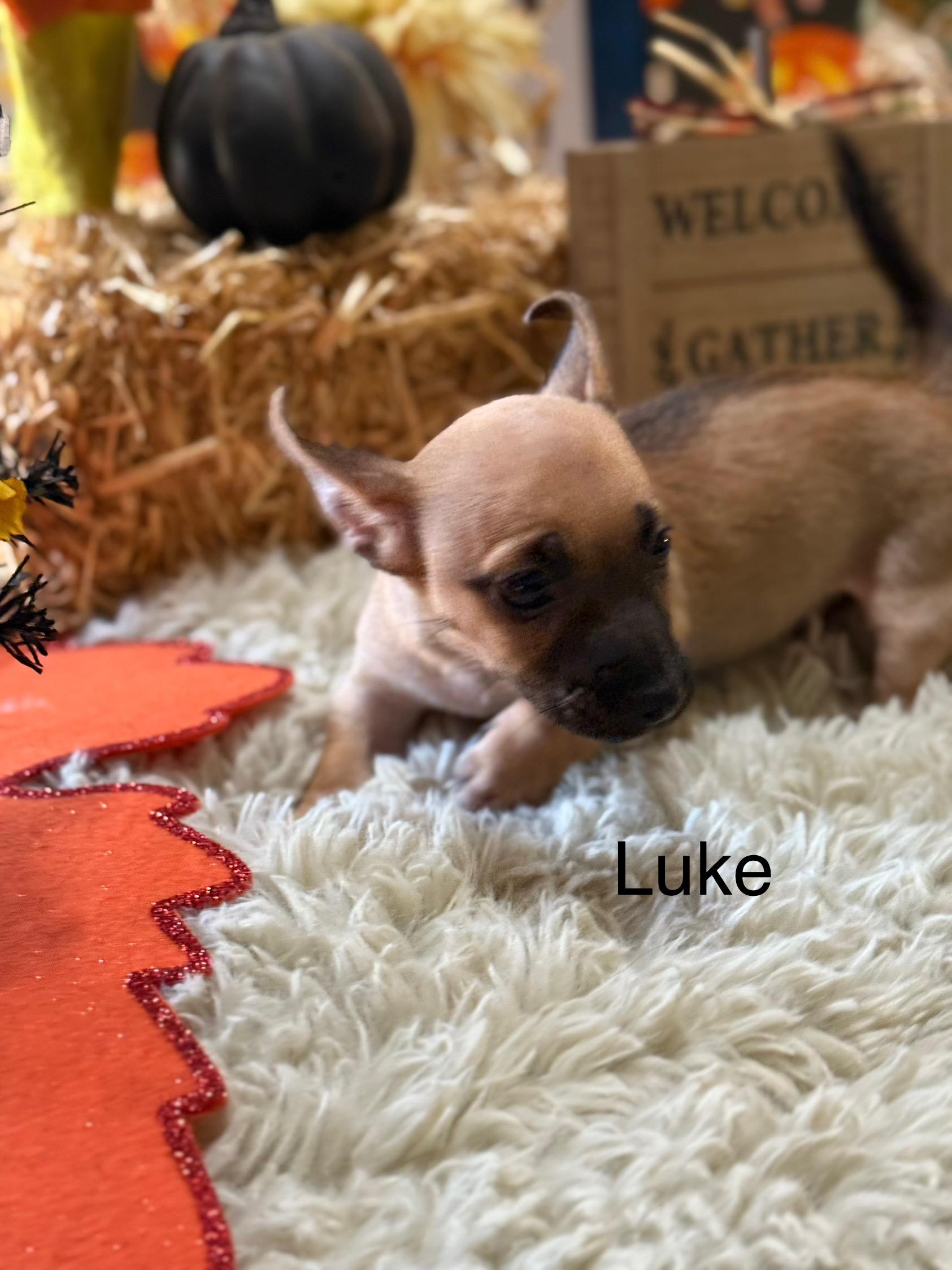 Enlarge Luke, a Adopted mixed breed in valley springs, CA image 6/6