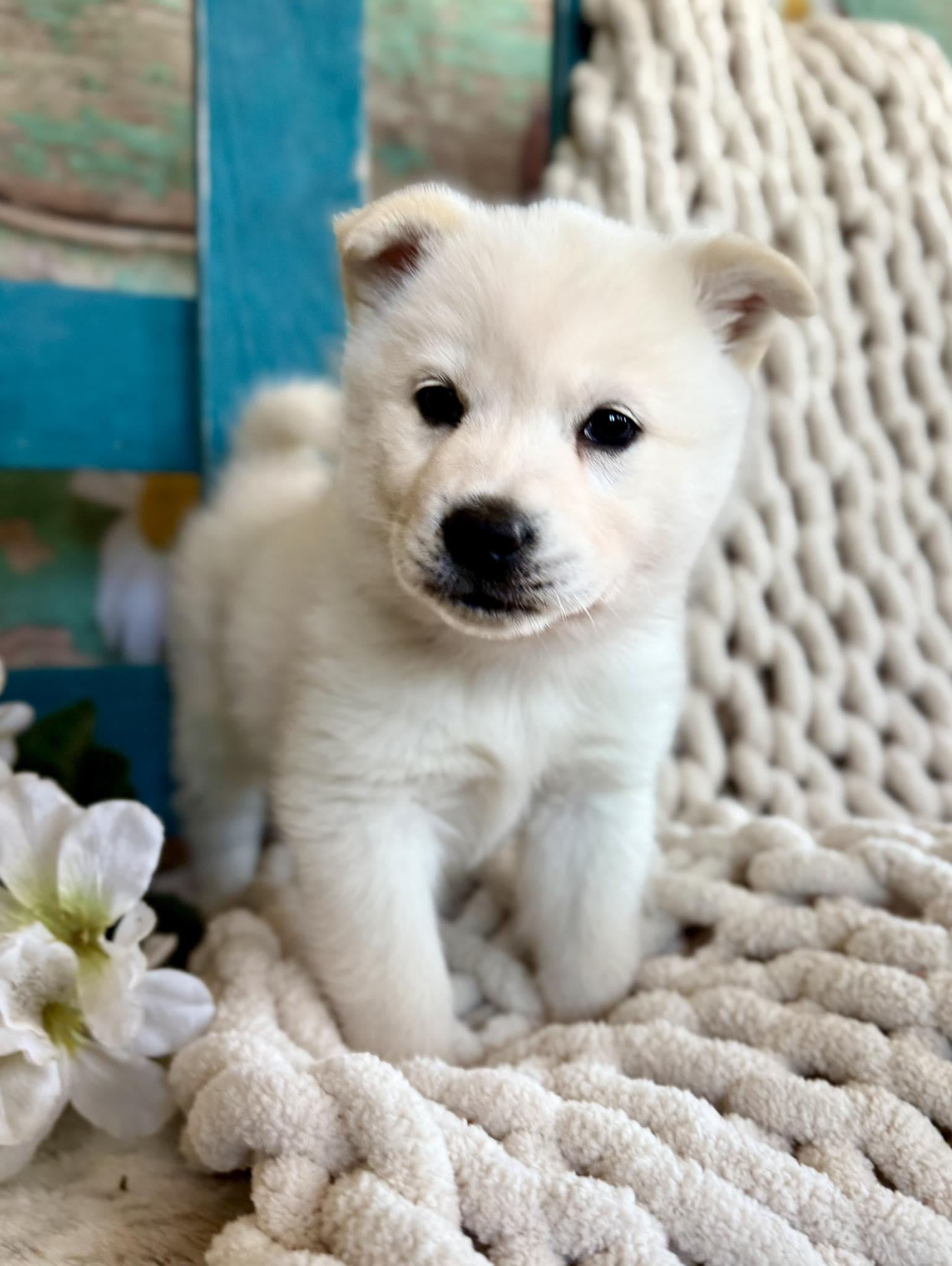 Enlarge Windy Woofington , a ADOPTABLE mixed breed in Kiowa, OK image 5/6