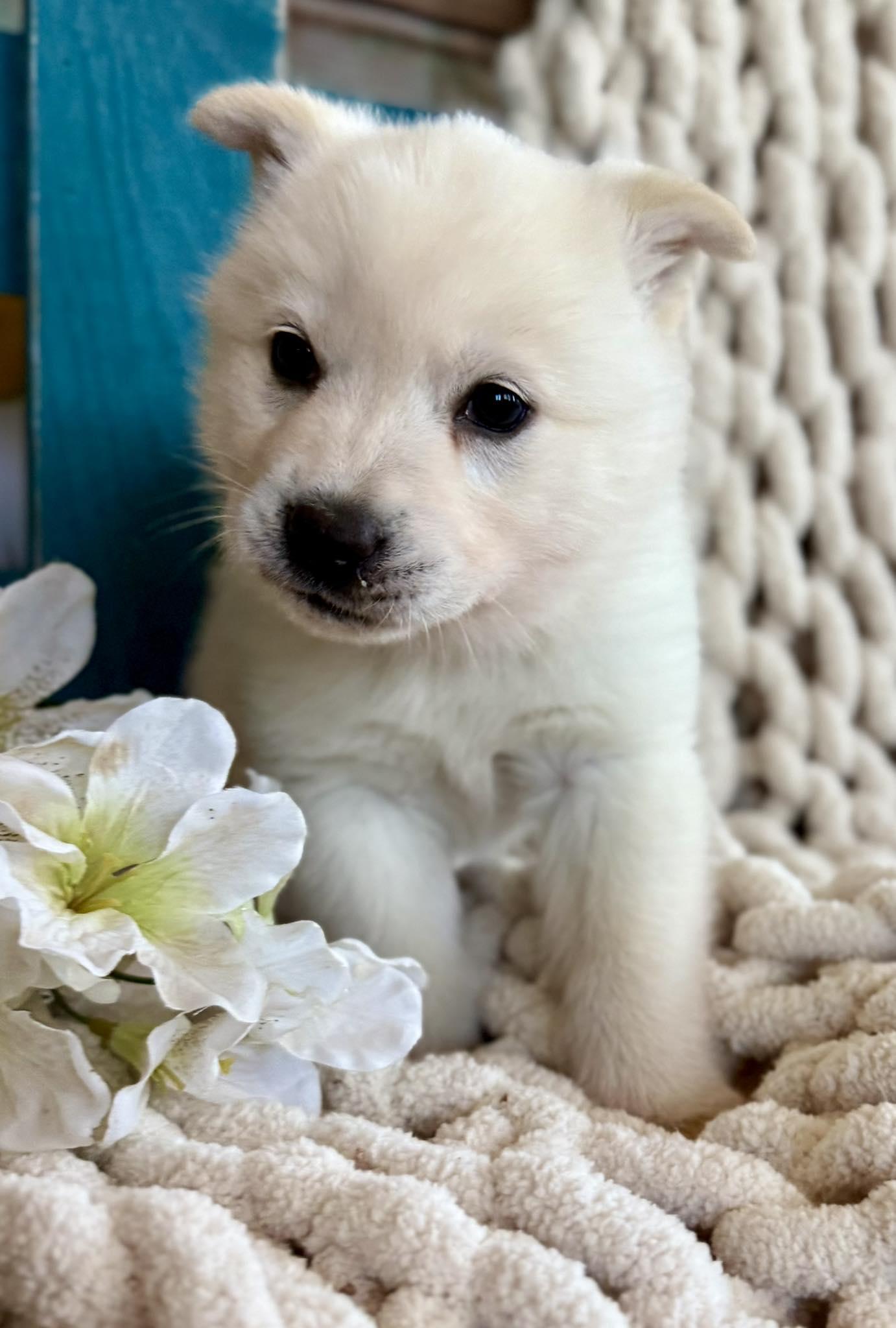 Enlarge Windy Woofington , a ADOPTABLE mixed breed in Kiowa, OK image 6/6