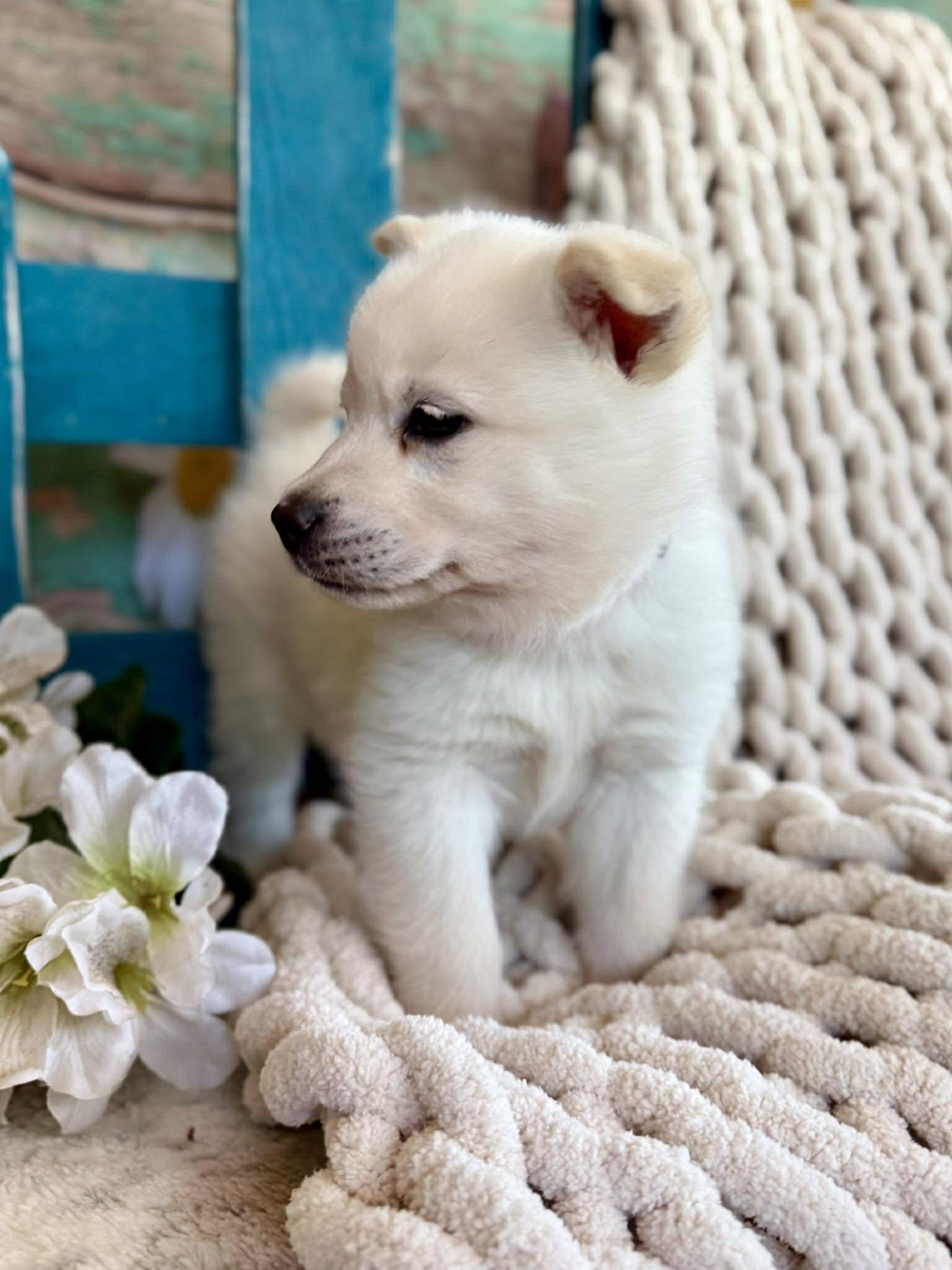 Enlarge Windy Woofington , a ADOPTABLE mixed breed in Kiowa, OK image 4/6