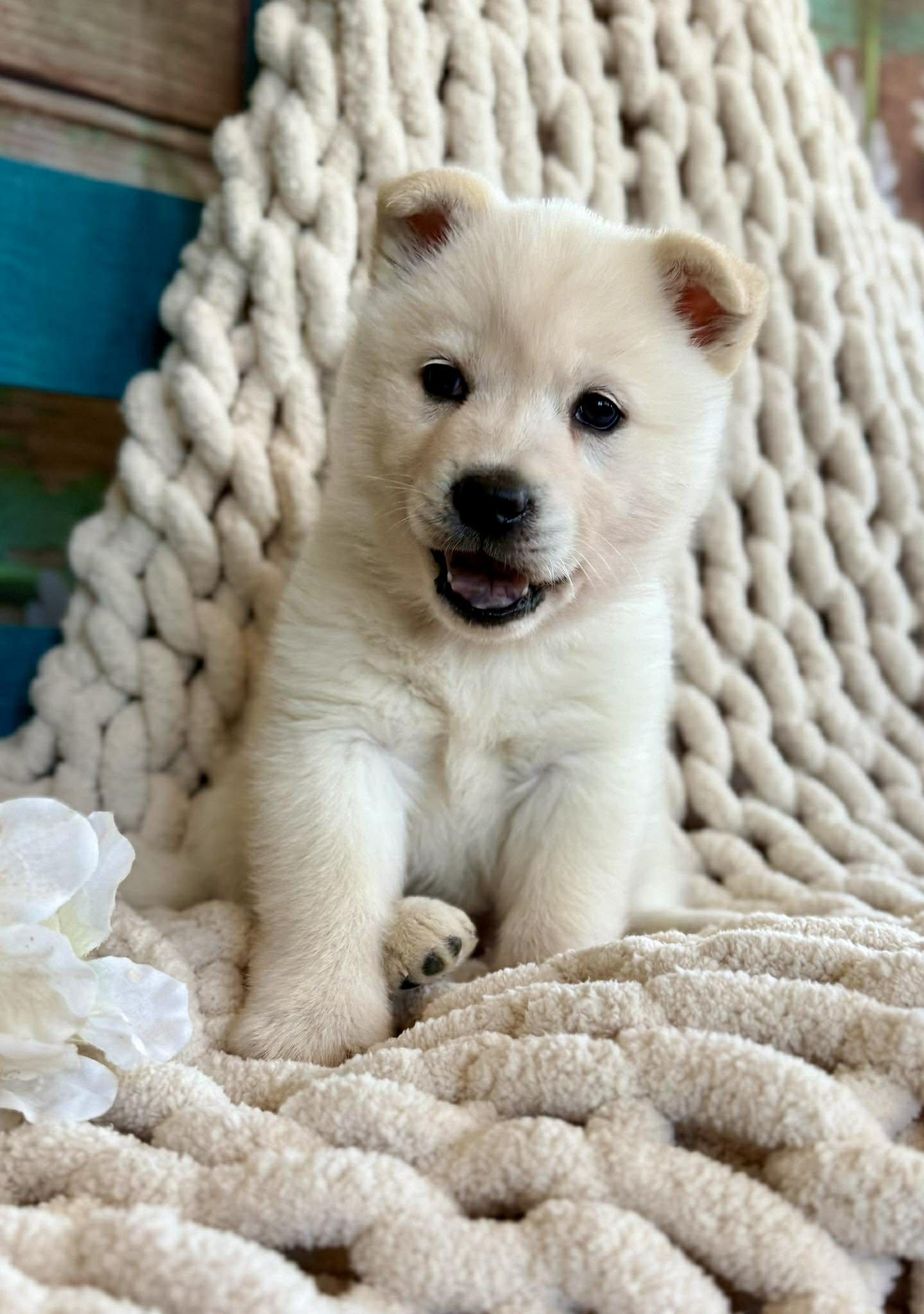 Enlarge Windy Woofington , a ADOPTABLE mixed breed in Kiowa, OK image 2/6