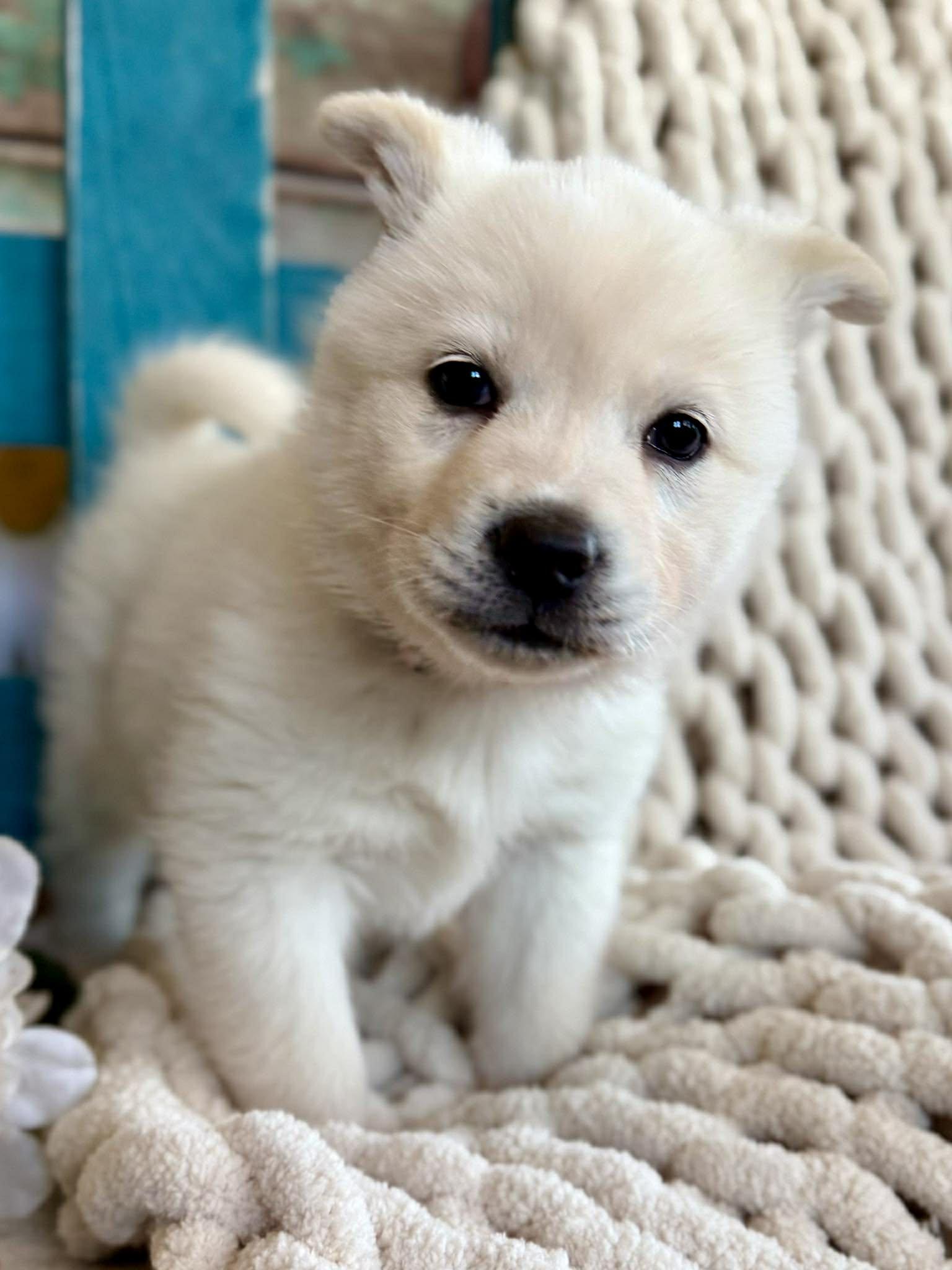 Enlarge Windy Woofington , a ADOPTABLE mixed breed in Kiowa, OK image 3/6