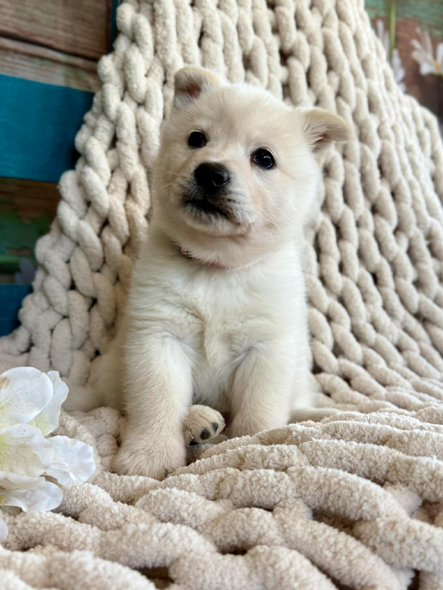 Windy Woofington , ADOPTABLE, Puppy Female Chow Chow & American Eskimo Dog.