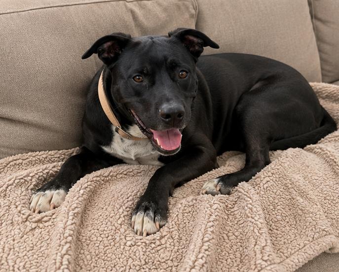 Hope, a Adoptable mixed breed in Rogersville, TN image 2/6