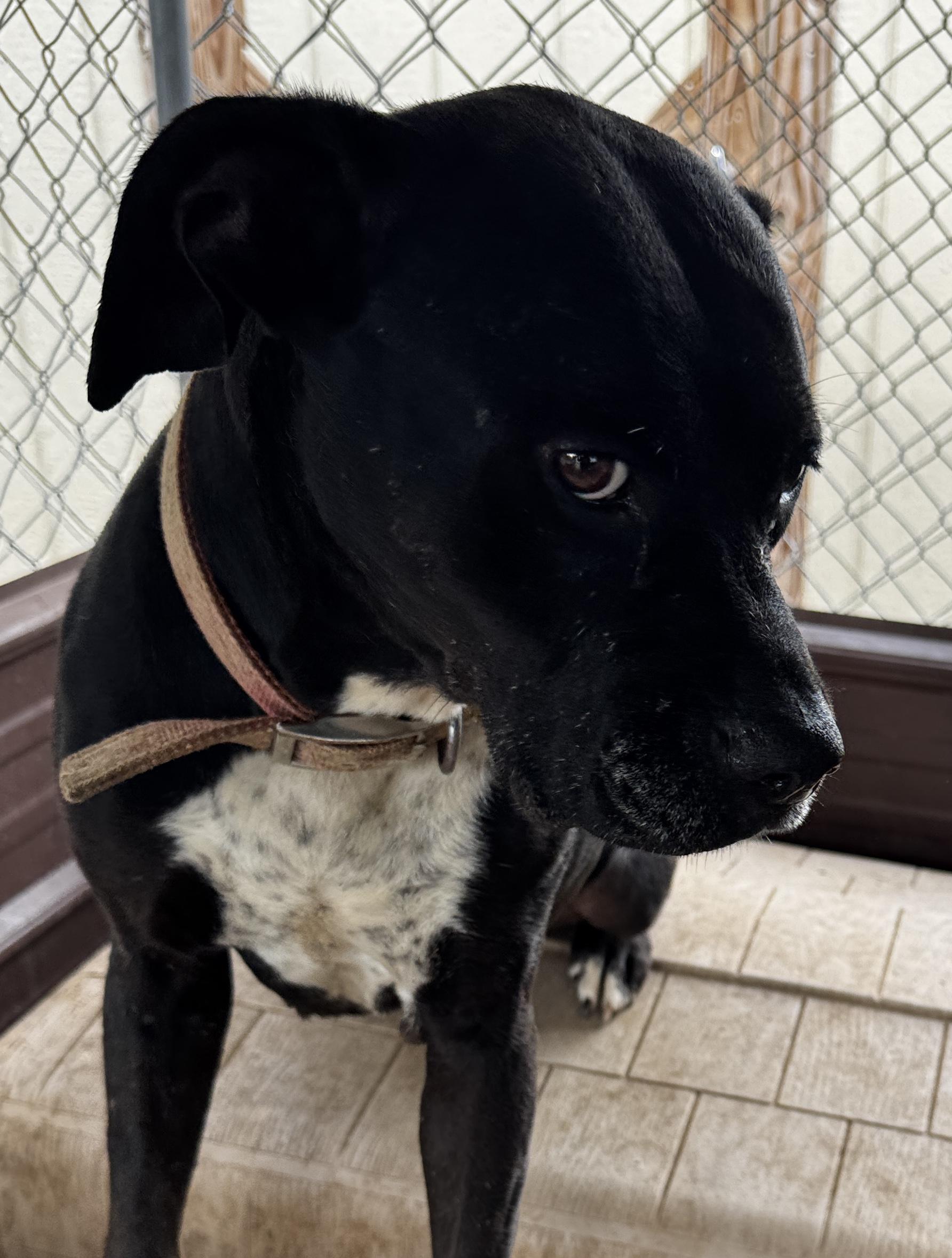 Hope, a Adoptable mixed breed in Rogersville, TN image 5/6