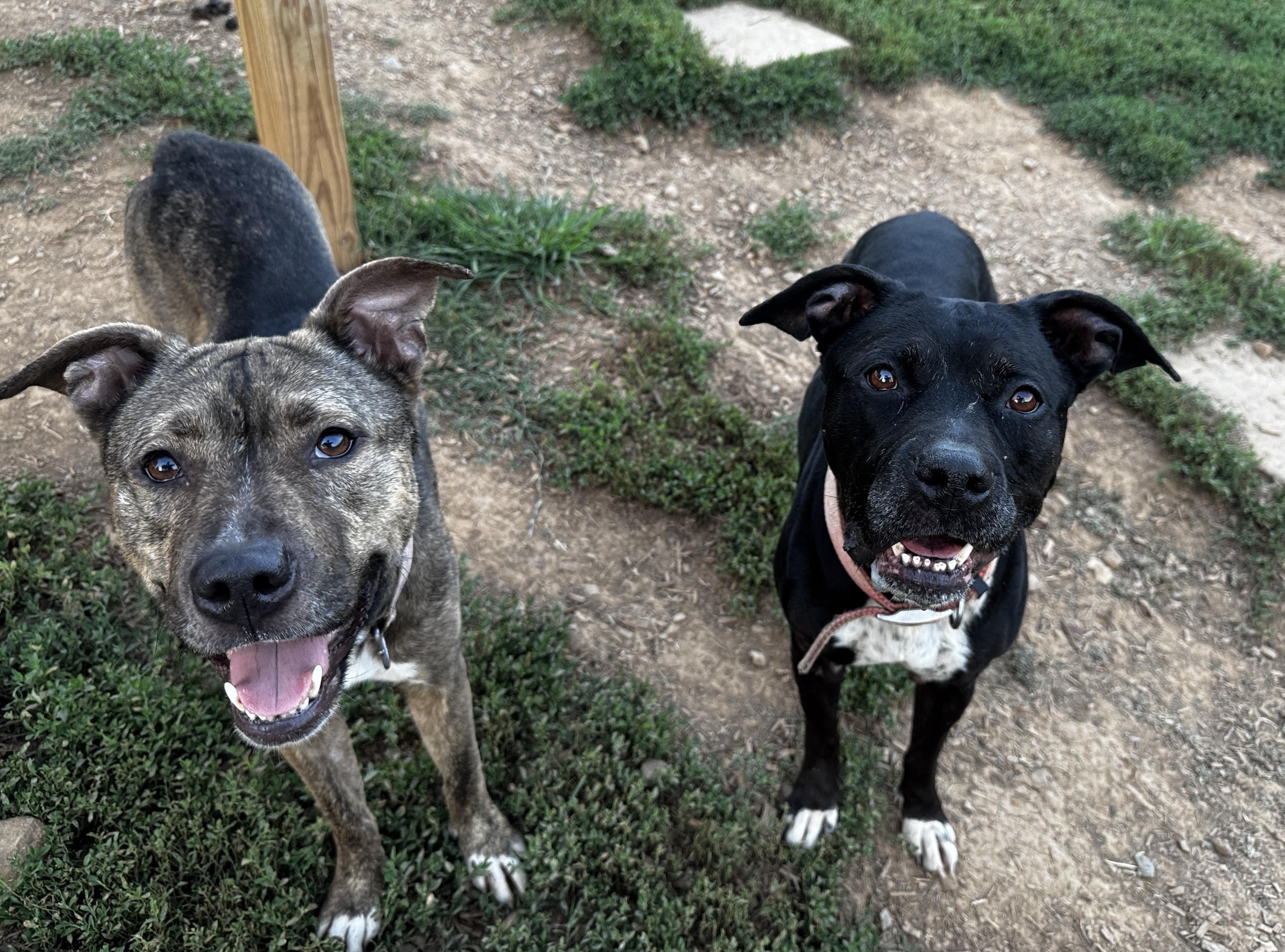 Hope, a Adoptable mixed breed image 4/4