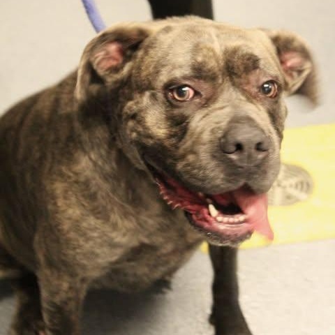 26-01128 SIREN, ADOPTABLE, Adult Female Pit Bull Terrier.