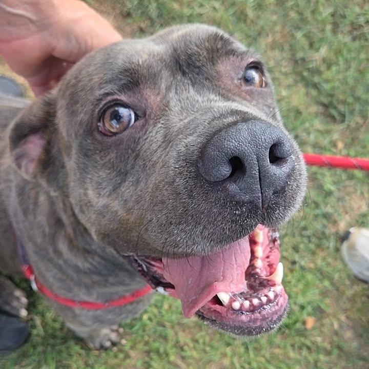 26-01128 SIREN, Adoptable, Adult Female Pit Bull Terrier.