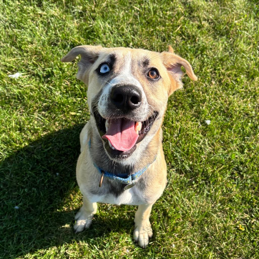 Chapple, Adoptable, Young Male Mixed Breed.