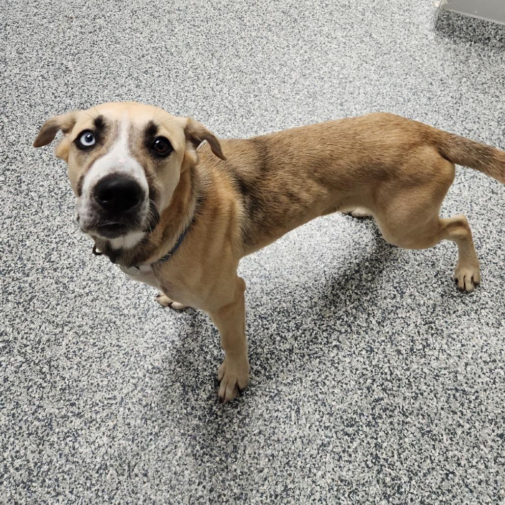 Chapple, a Adoptable Mixed Breed in Brookfield, WI image 2/6