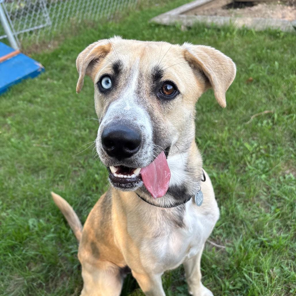 Chapple, a Adoptable Mixed Breed in Brookfield, WI image 3/6