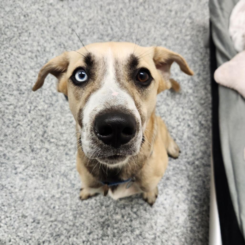 Chapple, a Adoptable Mixed Breed in Brookfield, WI image 4/6