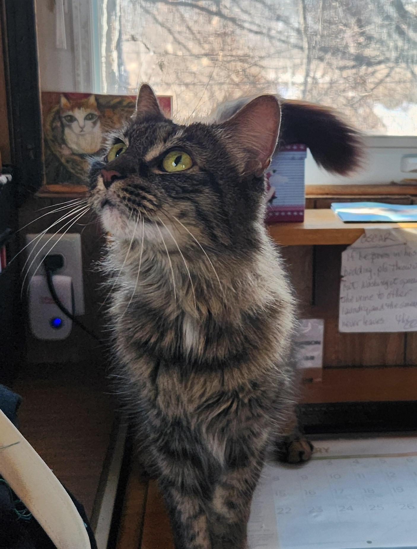 Enlarge GrayC, a ADOPTABLE Tabby in Linden, NJ image 5/6