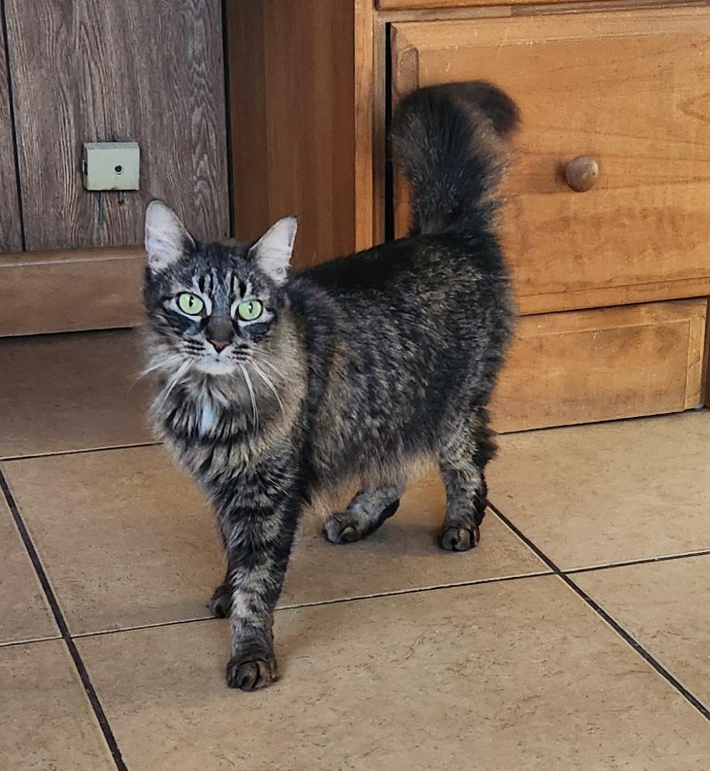 GrayC, ADOPTABLE, Senior Female Tabby.