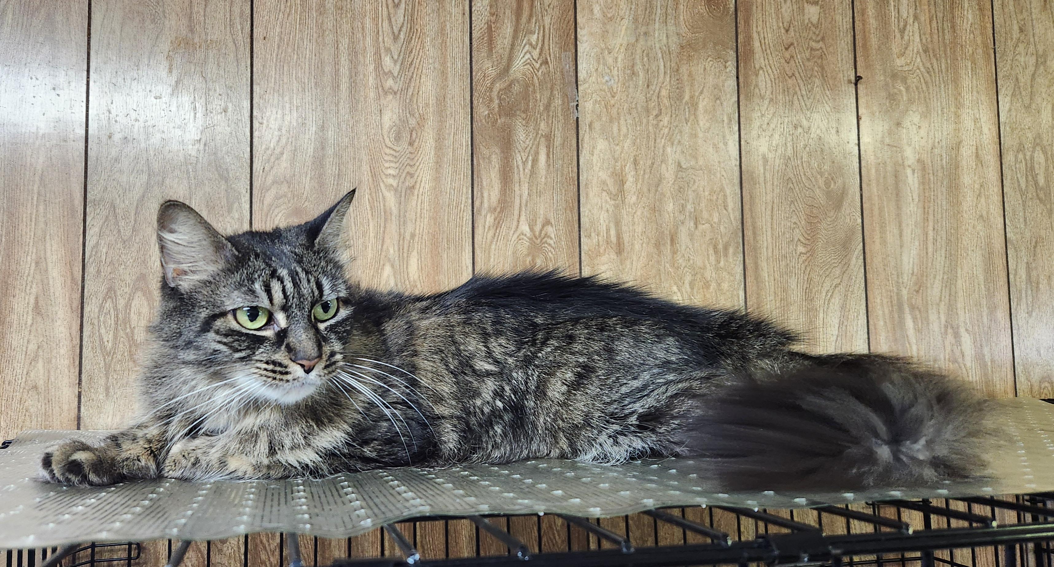 Enlarge GrayC, a ADOPTABLE Tabby in Linden, NJ image 2/6