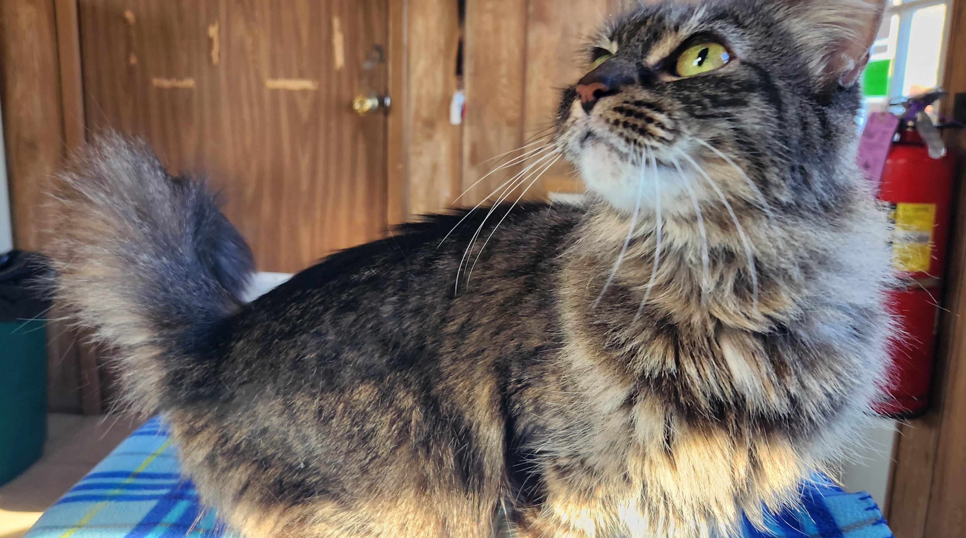 Enlarge GrayC, a ADOPTABLE Tabby in Linden, NJ image 6/6