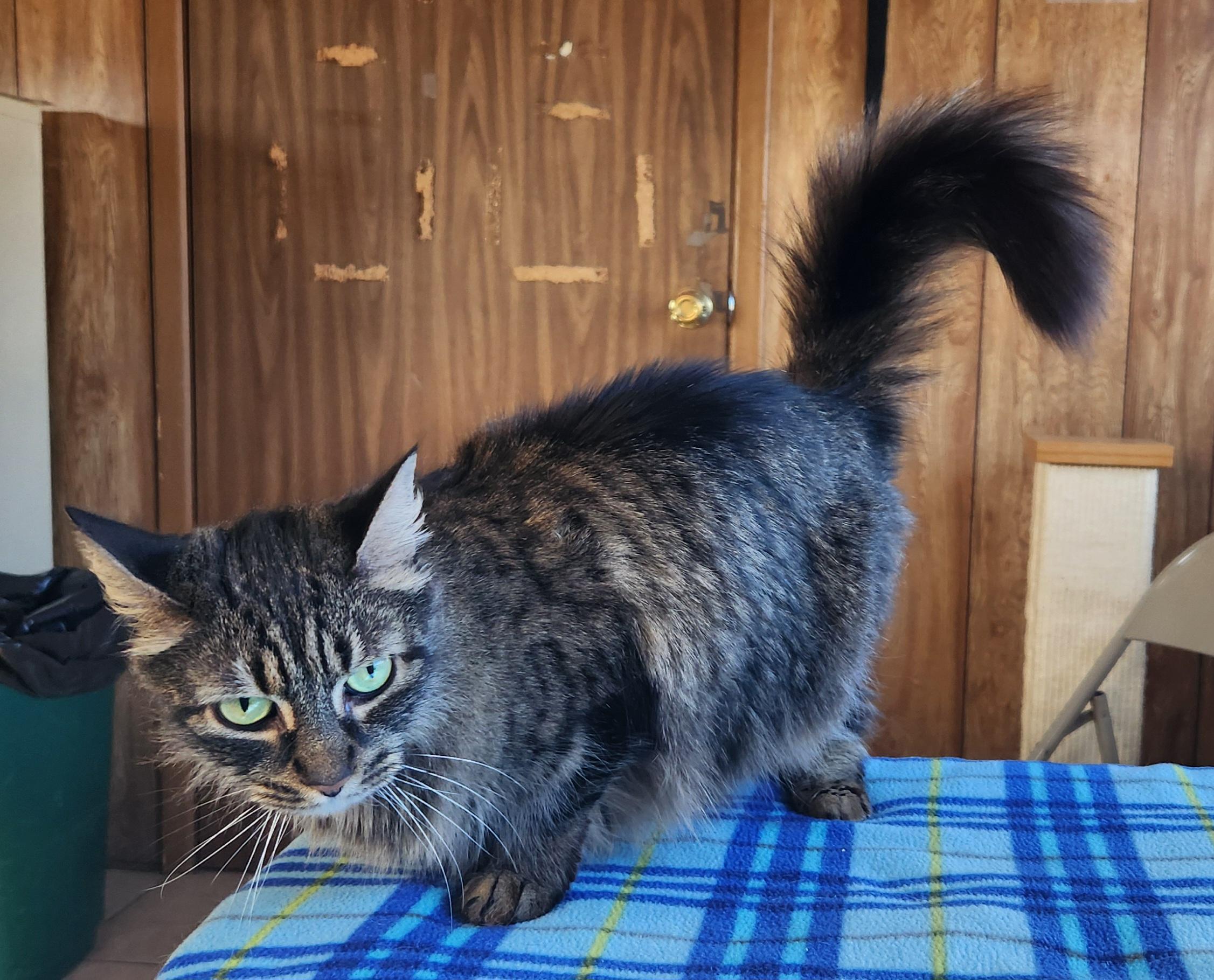 Enlarge GrayC, a ADOPTABLE Tabby in Linden, NJ image 4/6