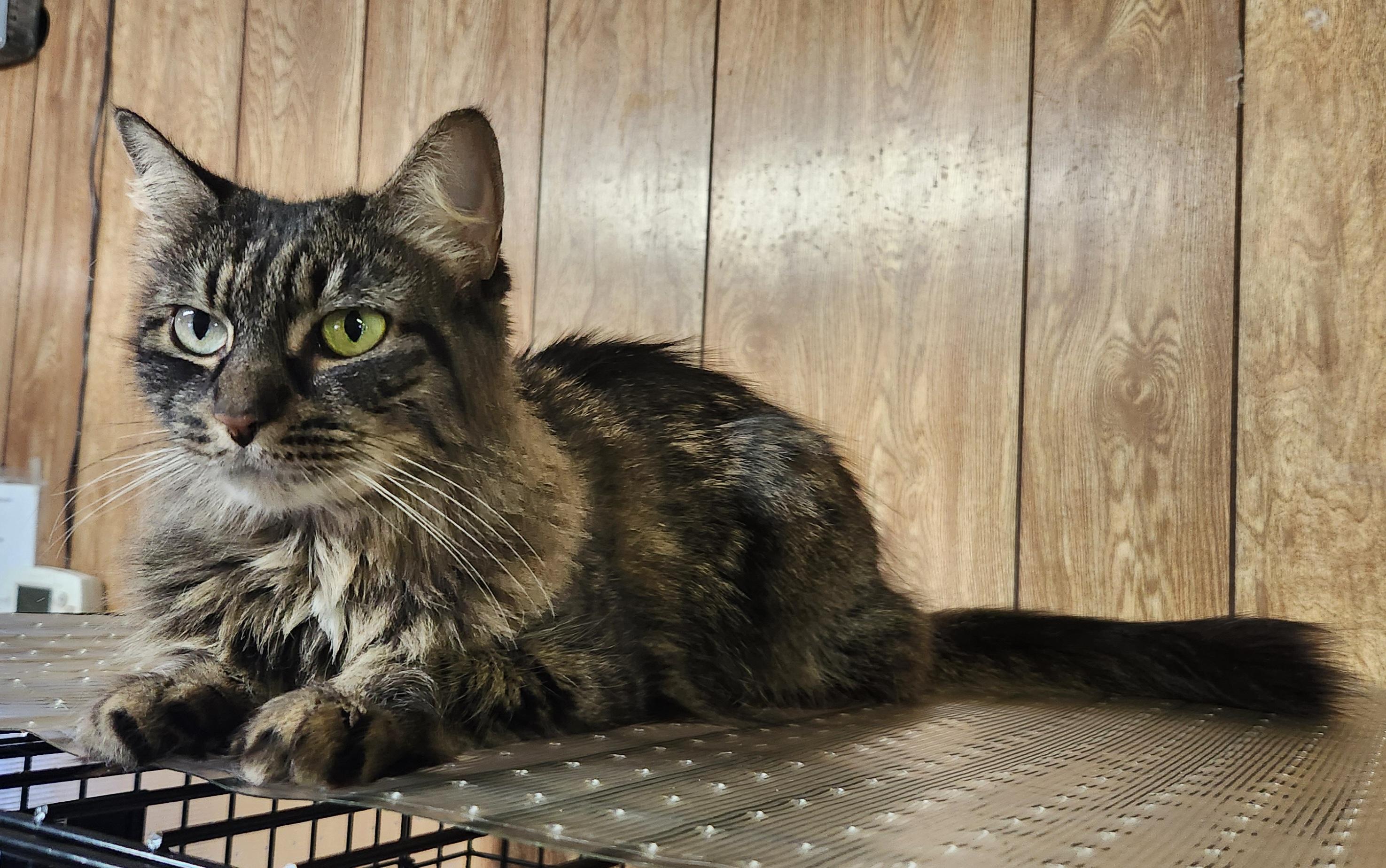 Enlarge GrayC, a ADOPTABLE Tabby in Linden, NJ image 3/6