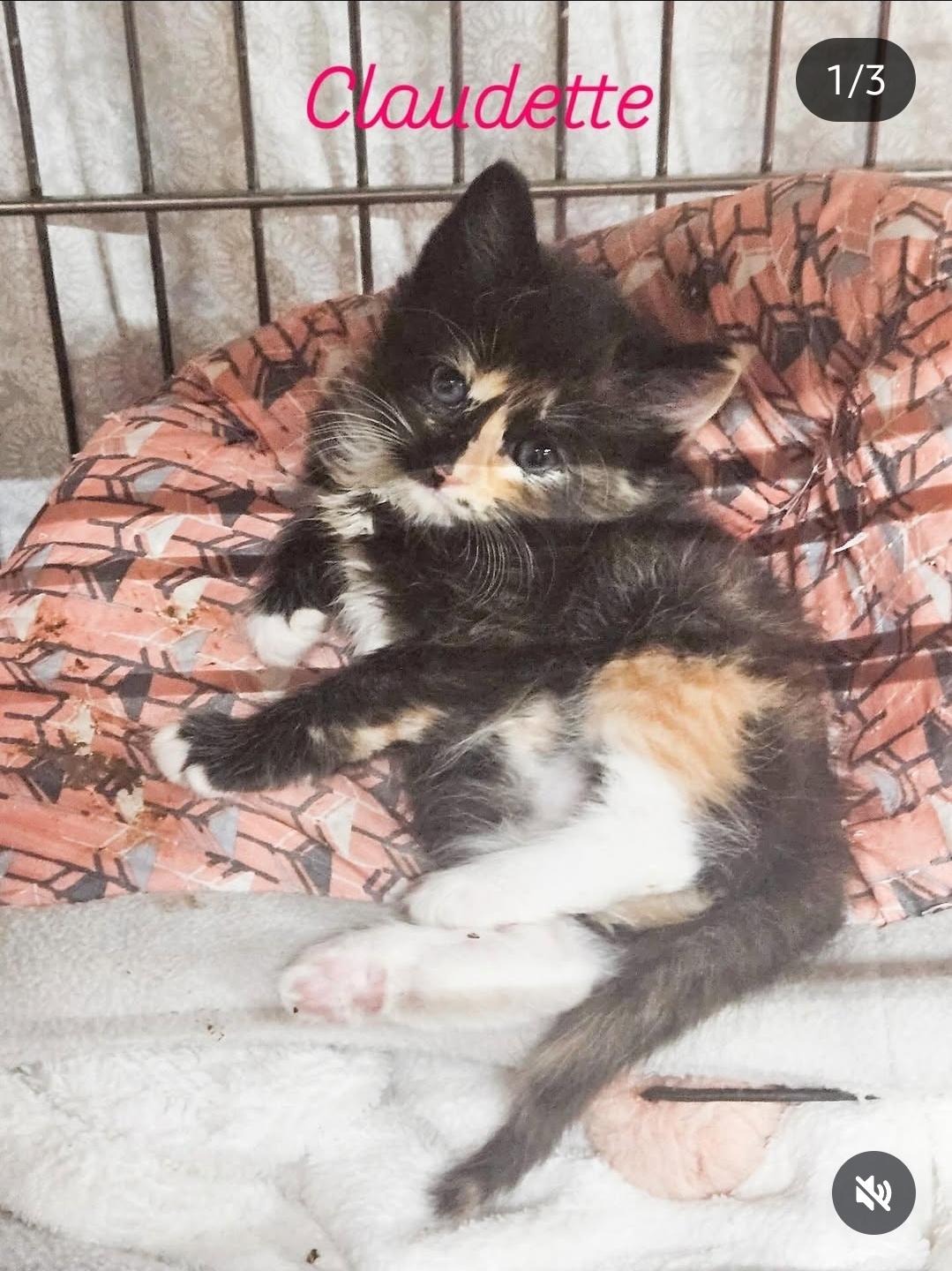 Claudette, Baby Female unknown