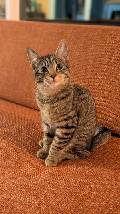 Apple (has to be adopted with Iris), Adoptable, Kitten Female Domestic Short Hair & Domestic Short Hair.