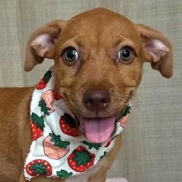 Kira, Adoptable, Puppy Female Labrador Retriever.
