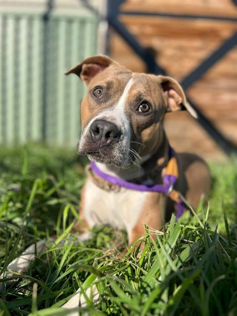 NOVA, Adoptable, Adult Female Pit Bull Terrier.