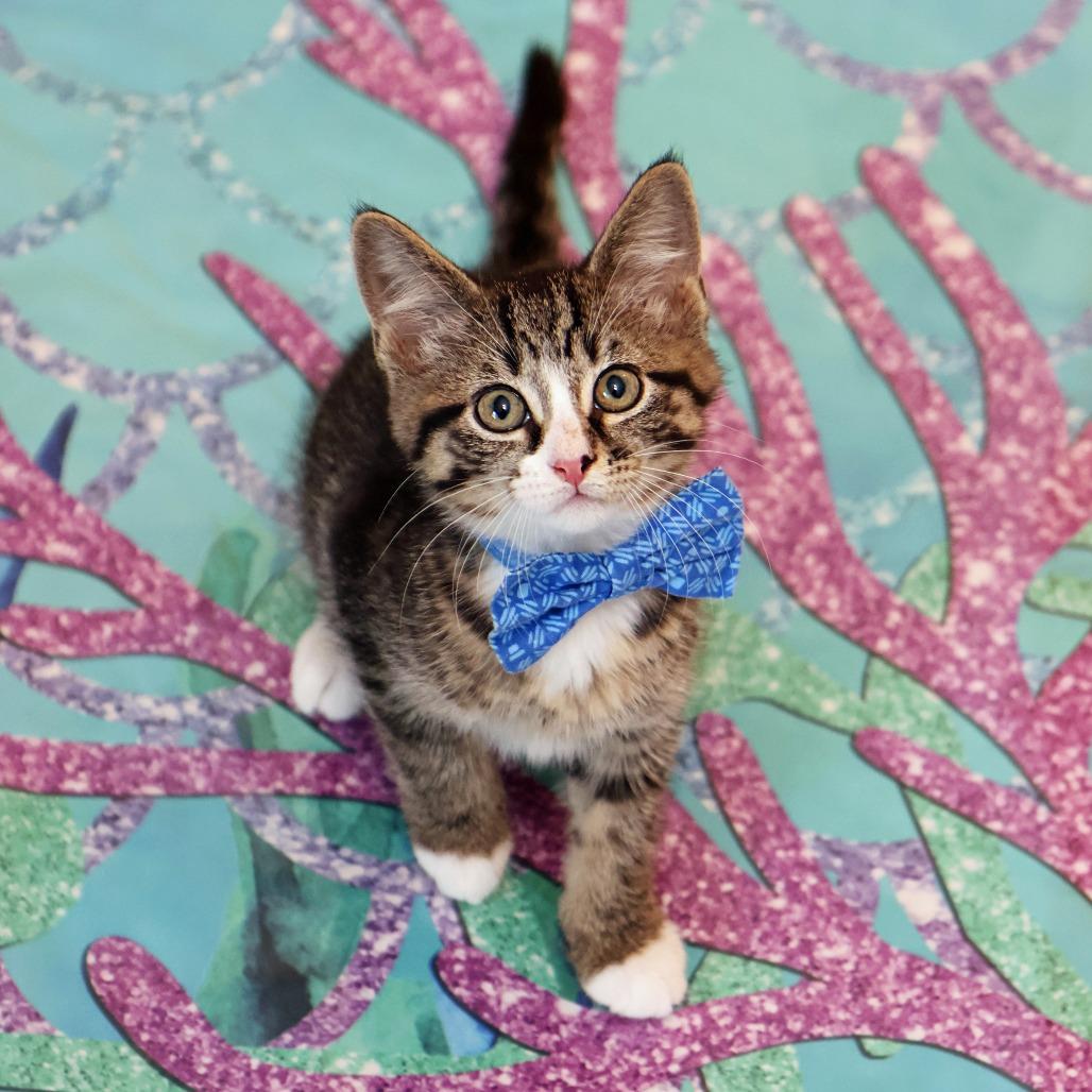 Giovanni, a Adoptable Domestic Short Hair in FAIRWAY, KS image 1/6