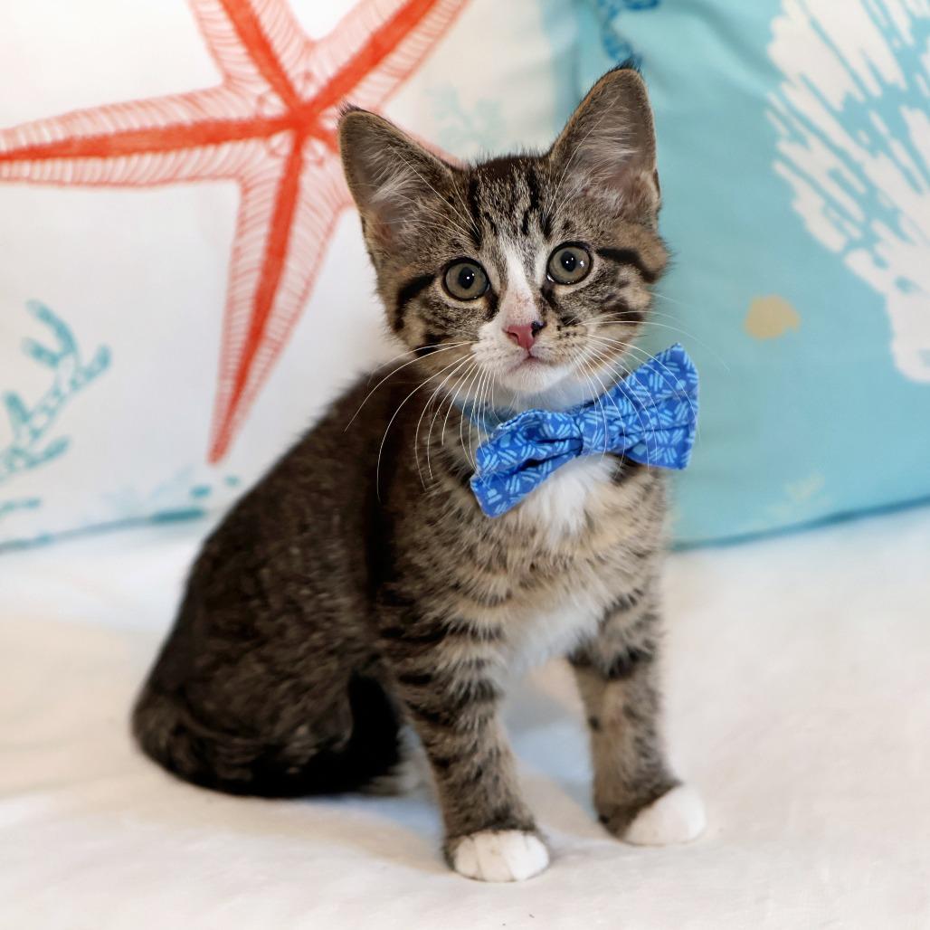 Giovanni, a Adoptable Domestic Short Hair in FAIRWAY, KS image 2/6