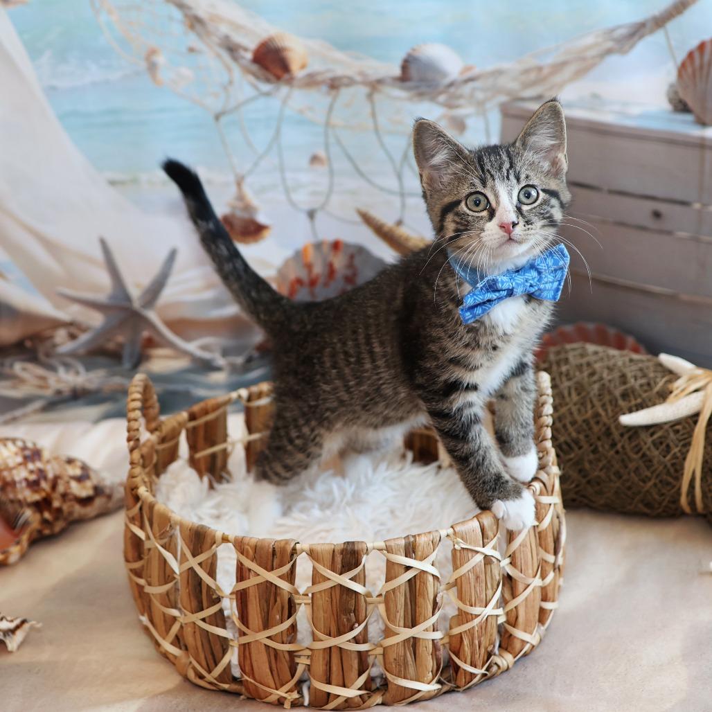 Giovanni, a Adoptable Domestic Short Hair in FAIRWAY, KS image 3/6