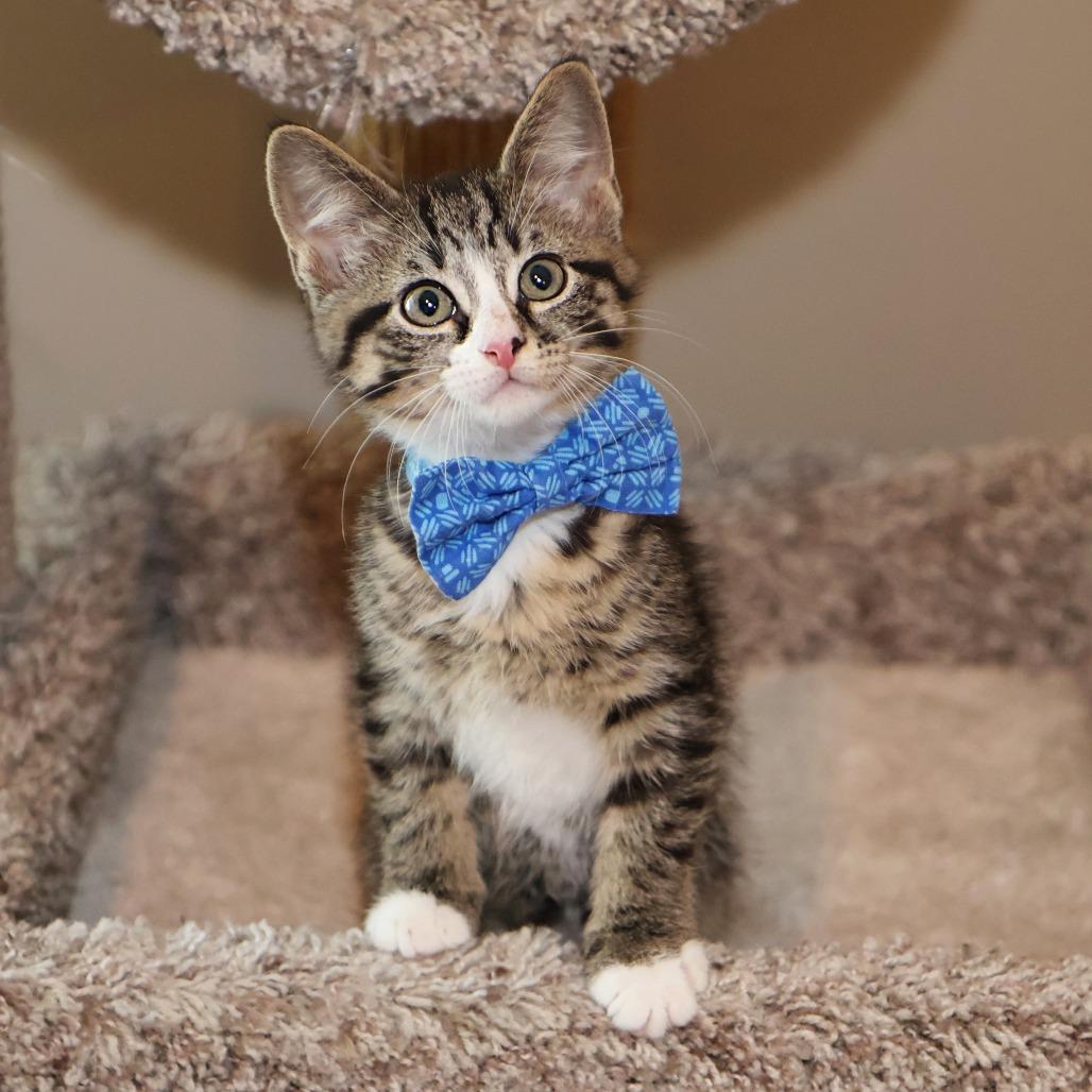 Giovanni, a Adoptable Domestic Short Hair in FAIRWAY, KS image 4/6