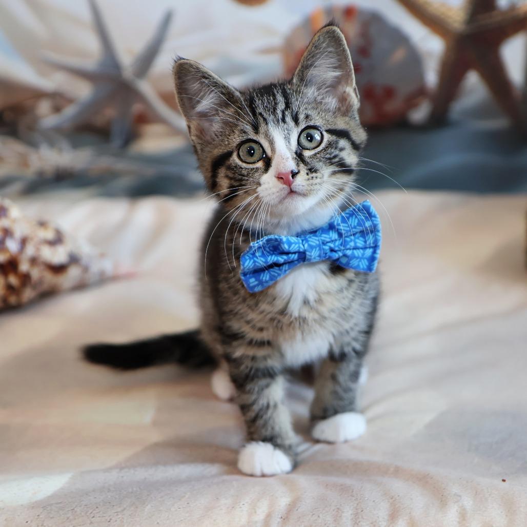 Giovanni, a Adoptable Domestic Short Hair in FAIRWAY, KS image 5/6