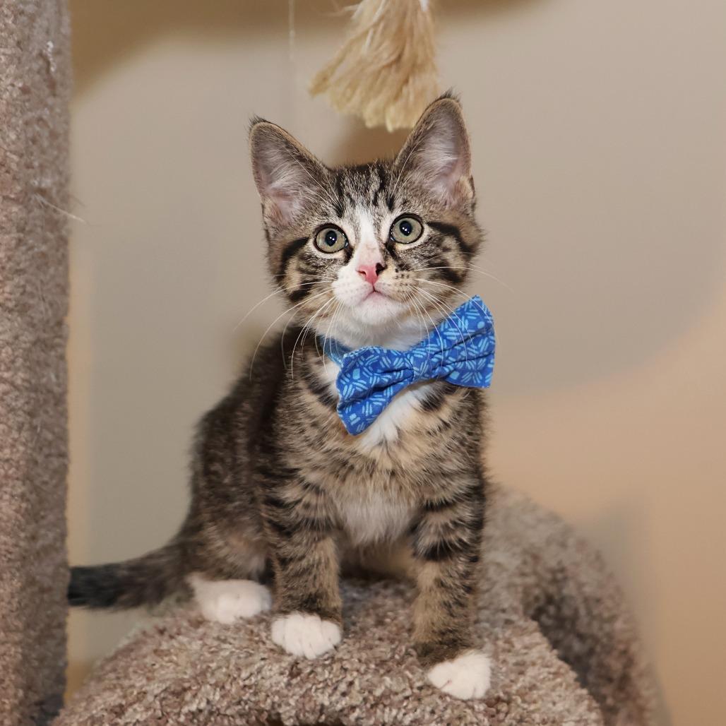 Giovanni, a Adoptable Domestic Short Hair in FAIRWAY, KS image 6/6